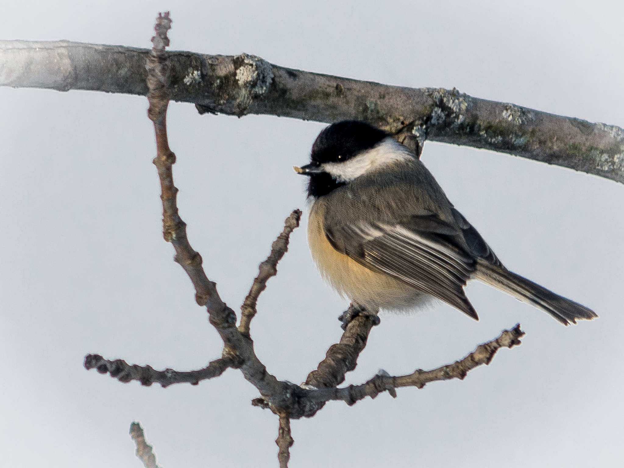 HD Pentax DA 55-300mm F4.0-5.8 ED WR sample photo. Black-capped chickadee photography
