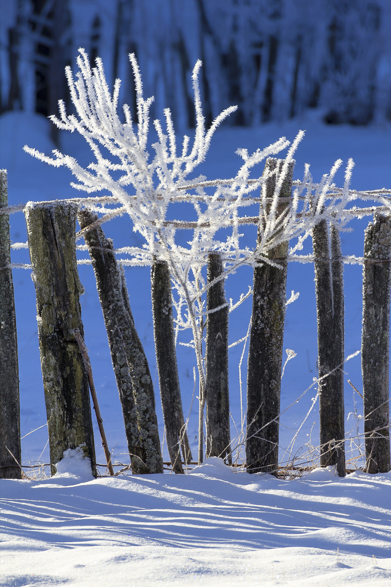 Canon EF 100-400mm F4.5-5.6L IS USM sample photo. Plai cu dor photography