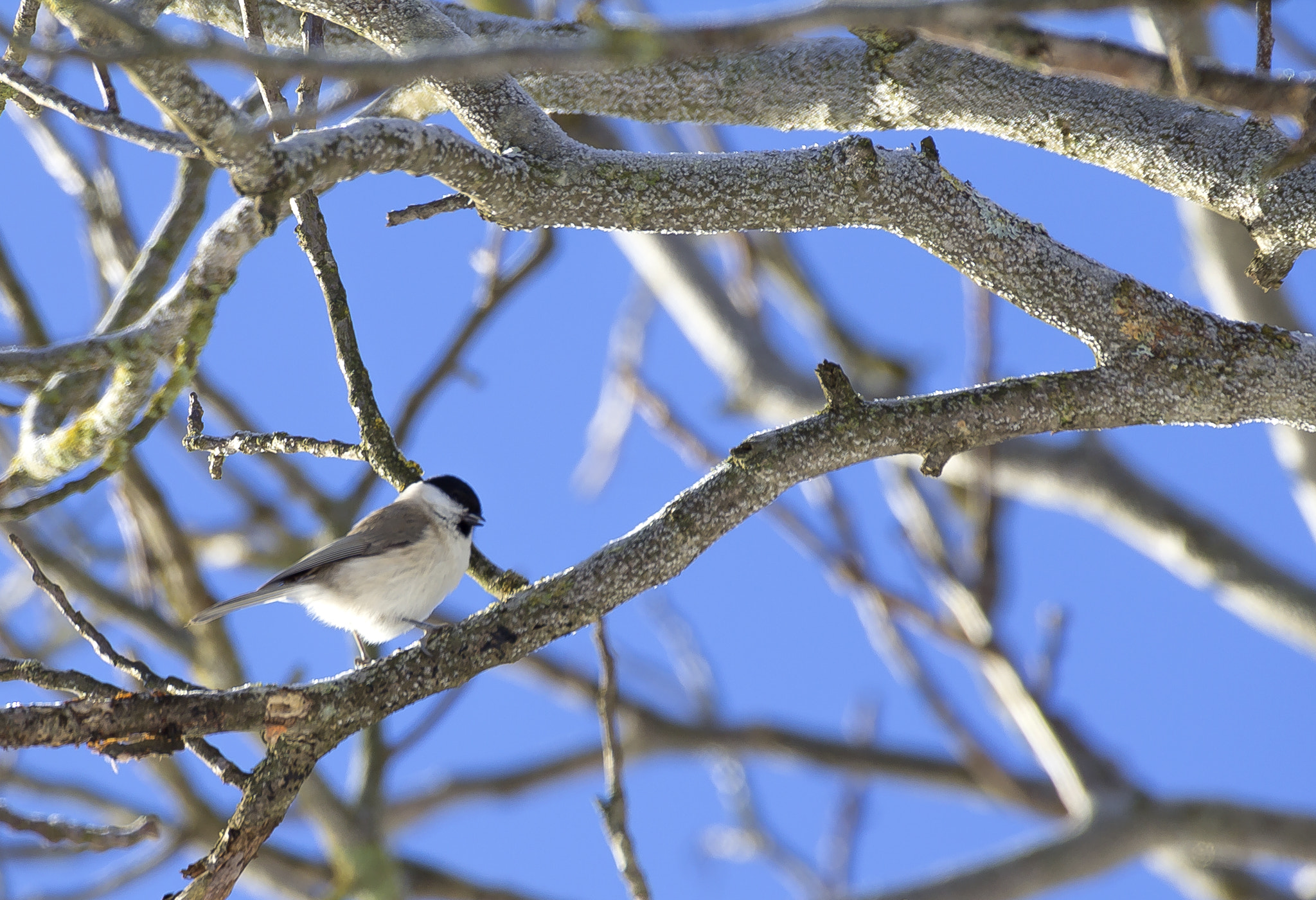 Canon EF 100-400mm F4.5-5.6L IS USM sample photo. Plai cu dor photography