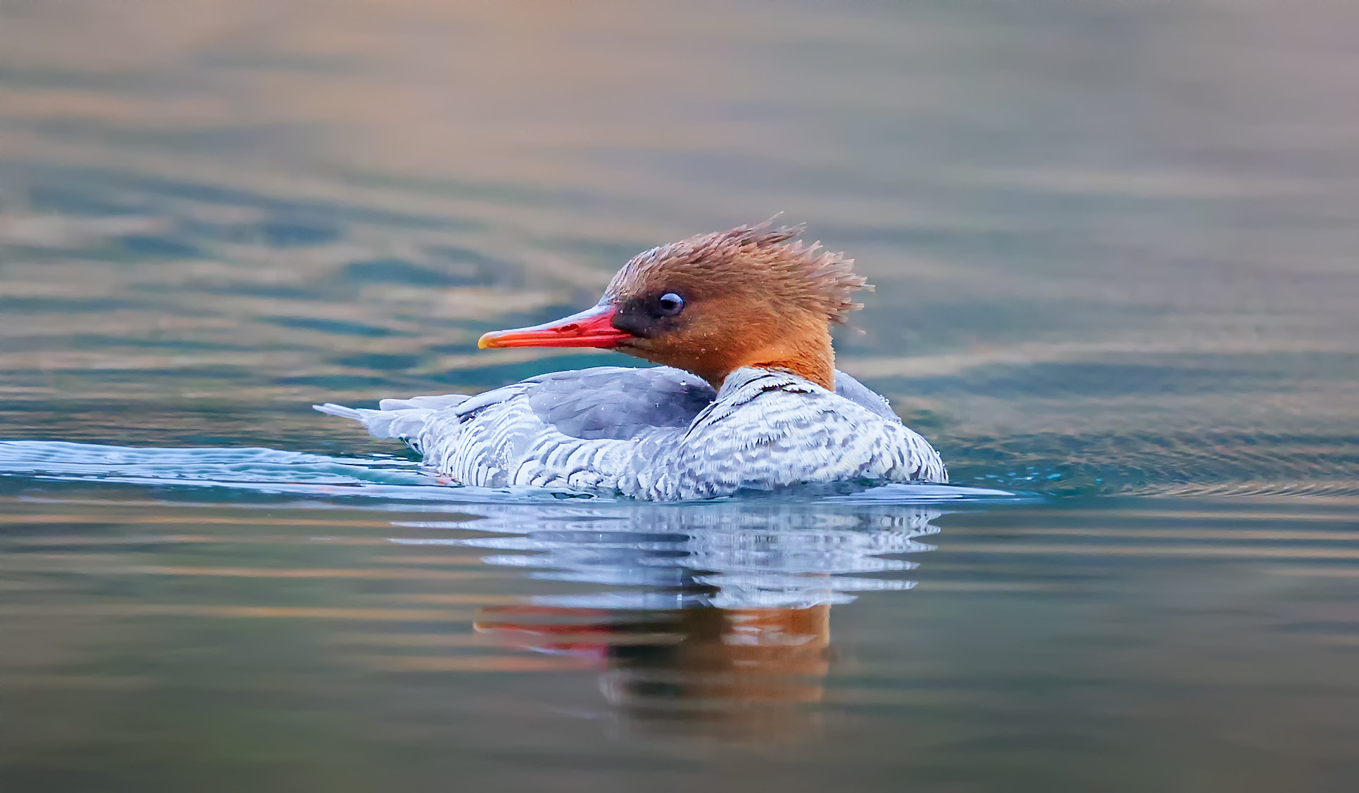 Canon EF 600mm F4L IS II USM sample photo