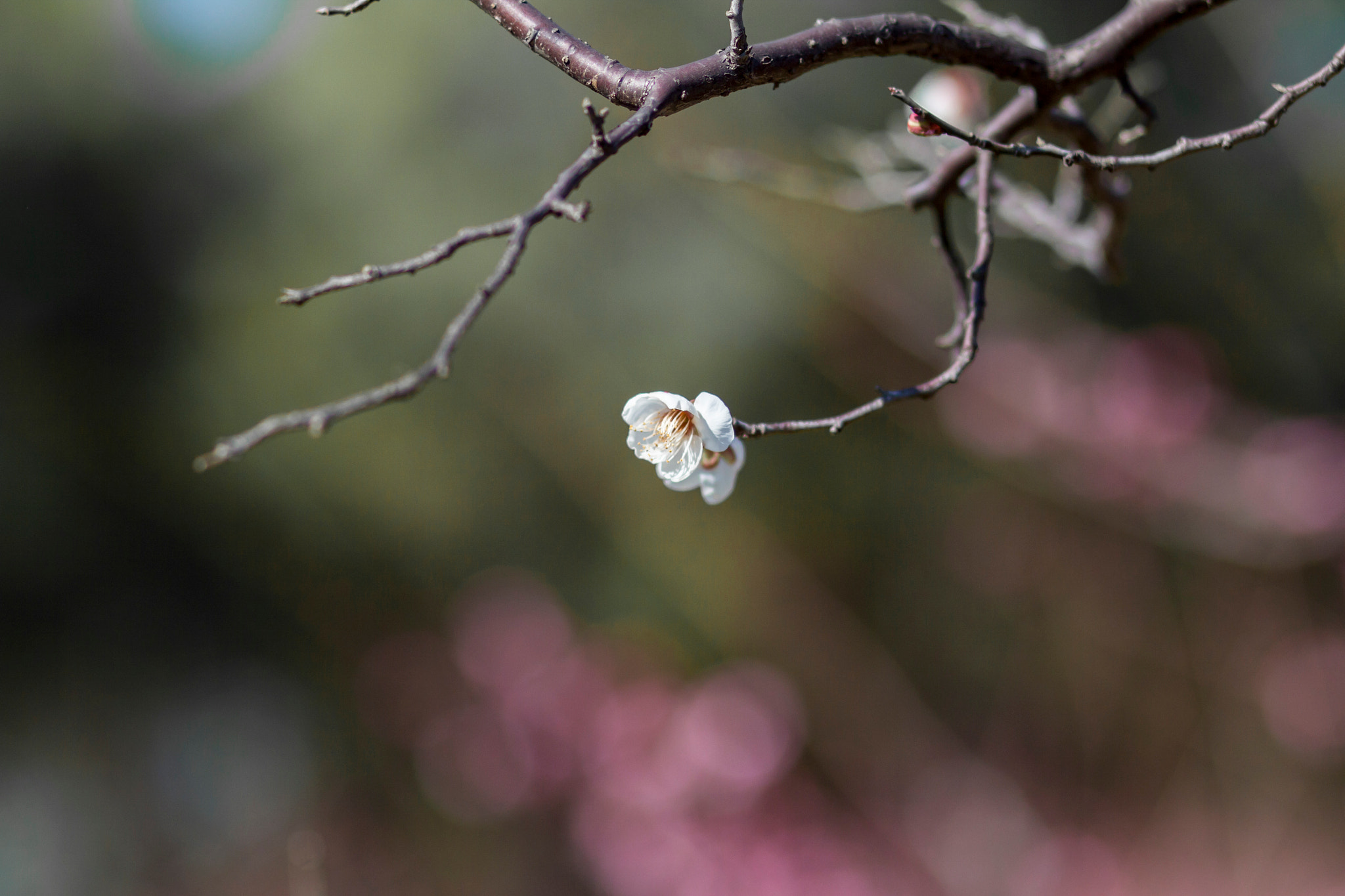 Canon EOS 50D + Canon EF 85mm F1.8 USM sample photo. Plum photography