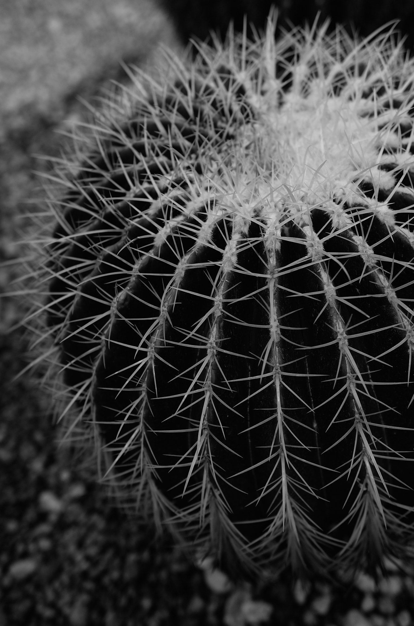 Summicron T 1:2 23 ASPH. sample photo. Cactus photography