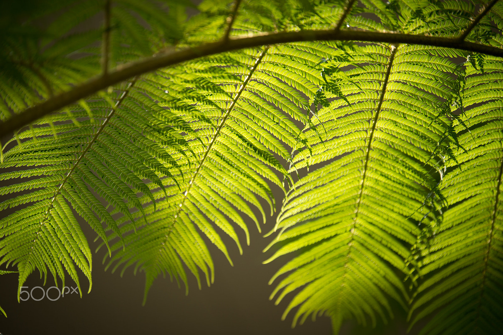 Nikon Df + Tamron SP 70-200mm F2.8 Di VC USD sample photo. Beautiful light photography