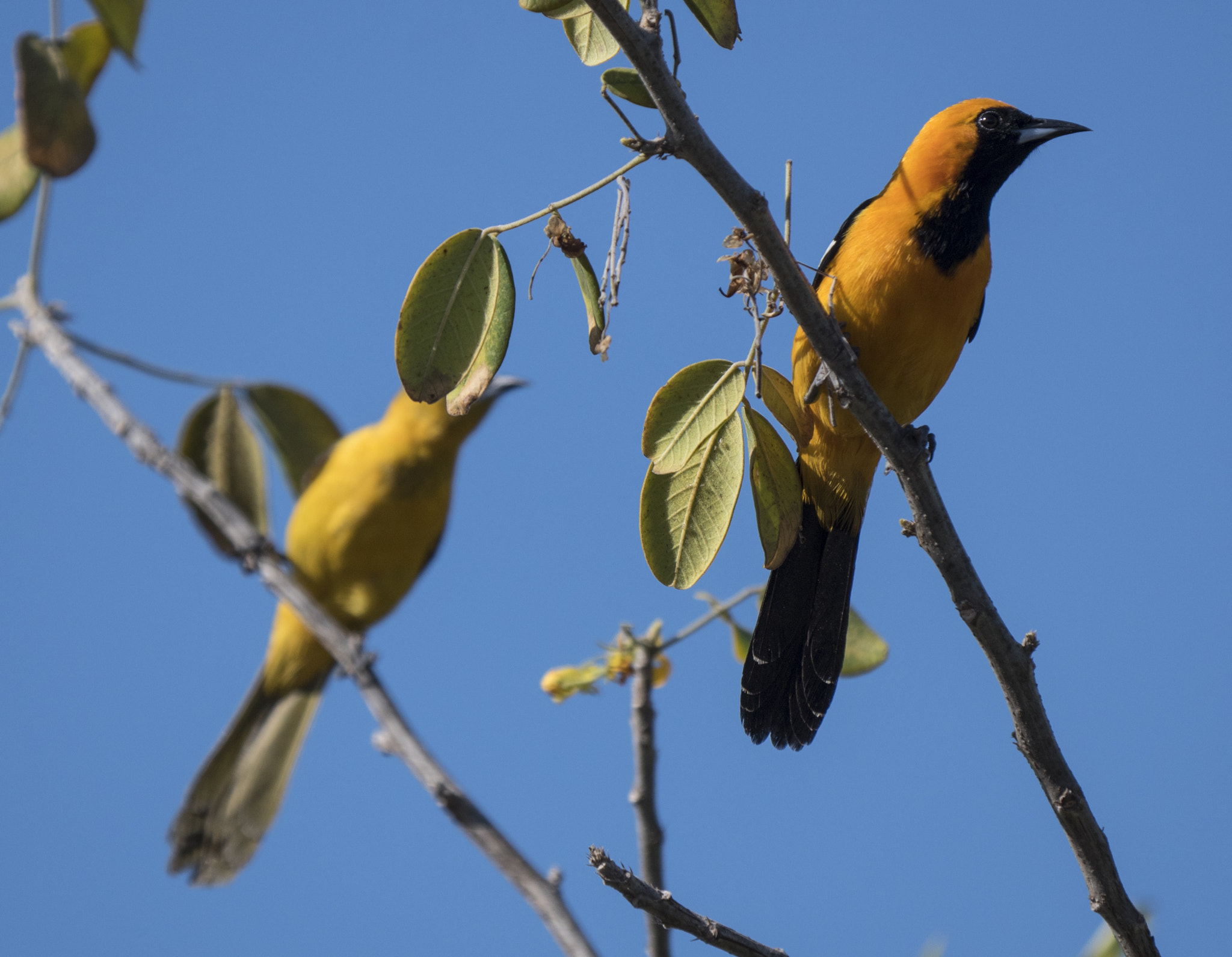 LEICA DG 100-400/F4.0-6.3 sample photo. Mexican oriole couple photography