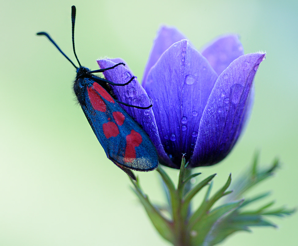 Nikon D7100 + Nikon AF Micro-Nikkor 60mm F2.8D sample photo. çiçek kelebek photography