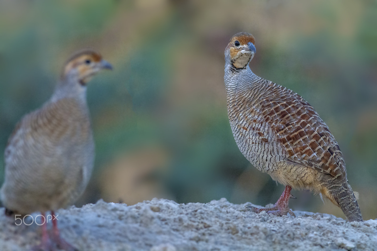 Nikon D7100 sample photo. Grey francolin (francolinus pondicerianus) photography