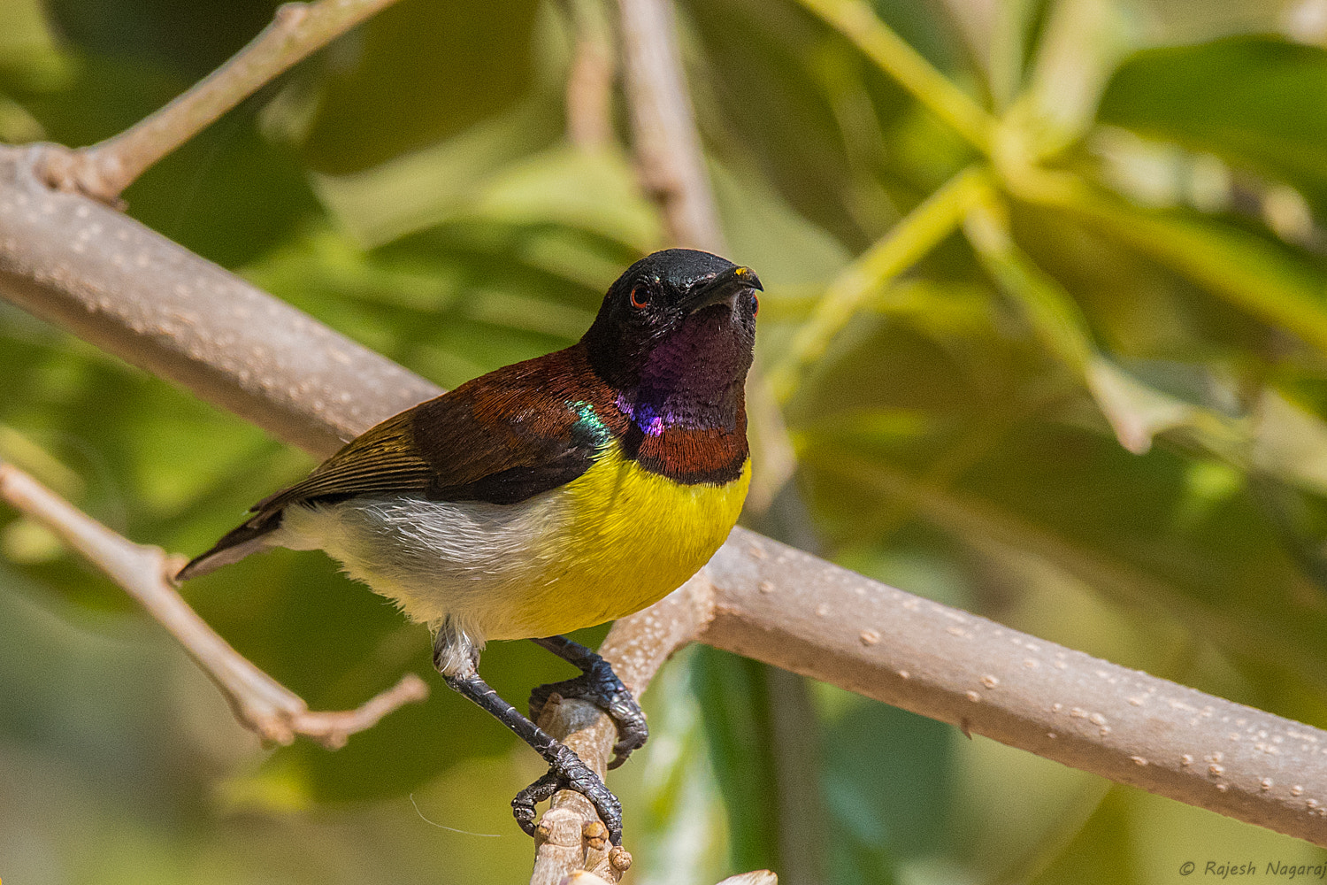 Sigma 150-600mm F5-6.3 DG OS HSM | C sample photo. Purple-rumped sunbird photography