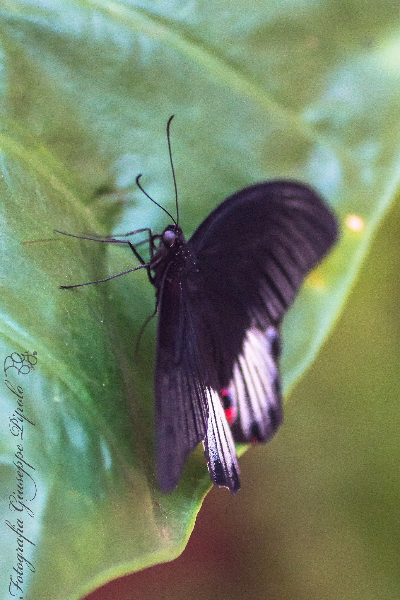 Sony SLT-A77 + Tamron SP AF 90mm F2.8 Di Macro sample photo. Papilio lowi photography