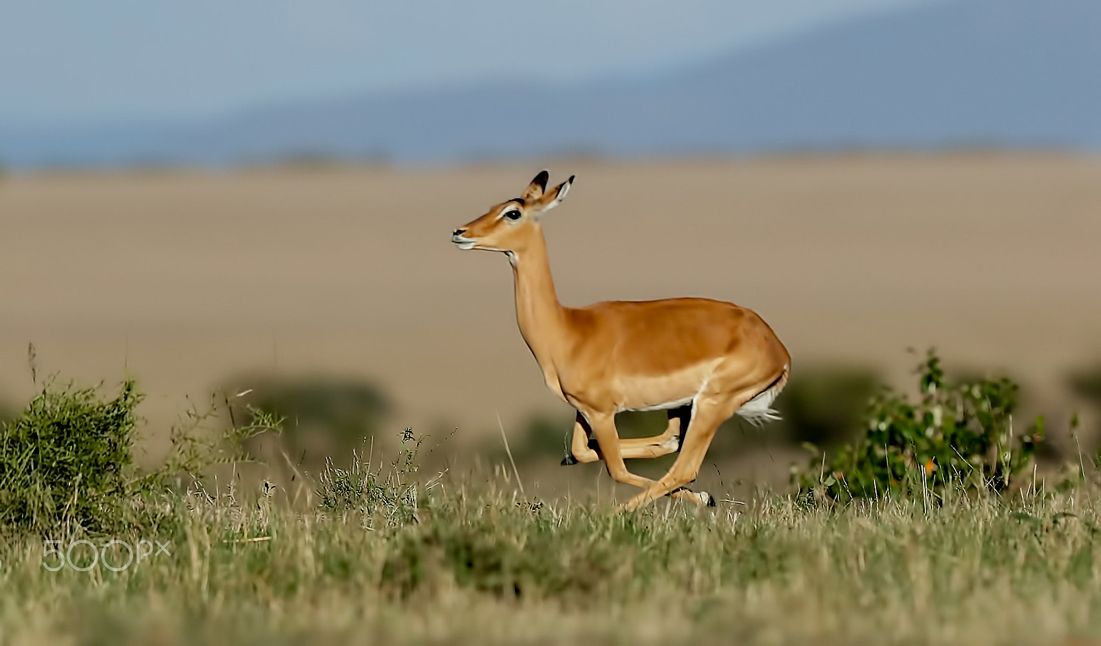 Canon EOS-1D X Mark II sample photo. Escaping from the cheetah photography