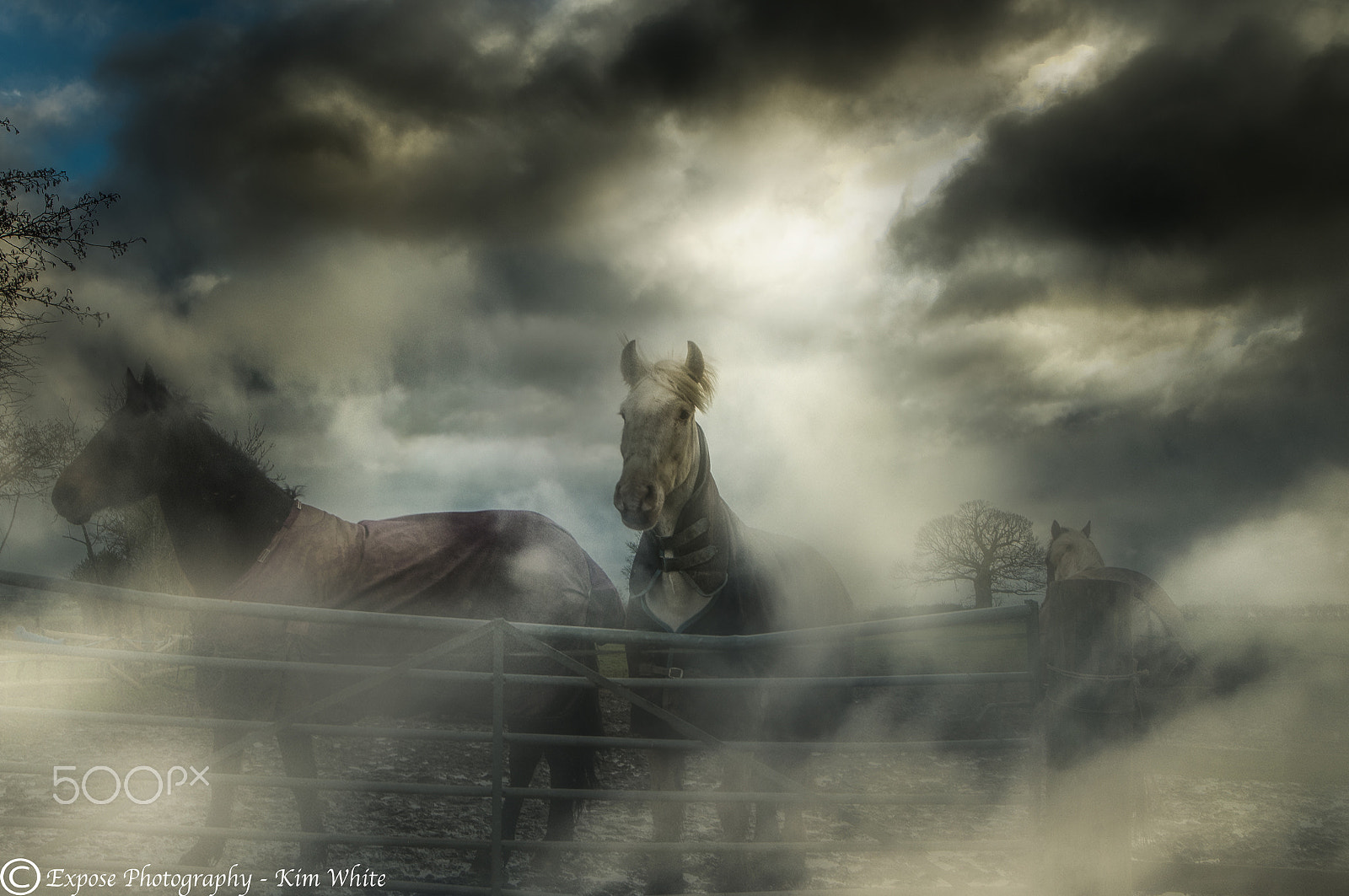 Nikon D500 sample photo. Dawn horse photography