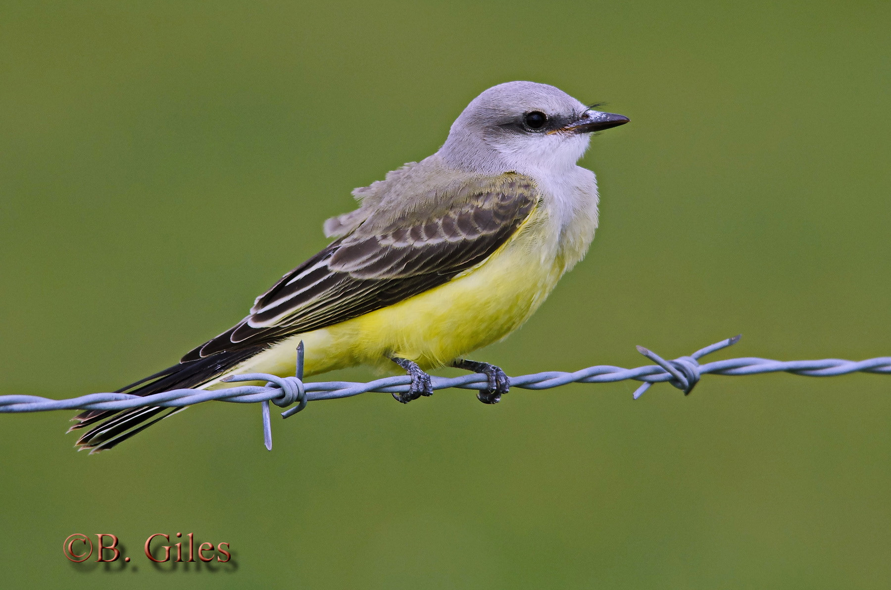 Sigma 150-500mm F5-6.3 DG OS HSM sample photo. Western kingbird photography