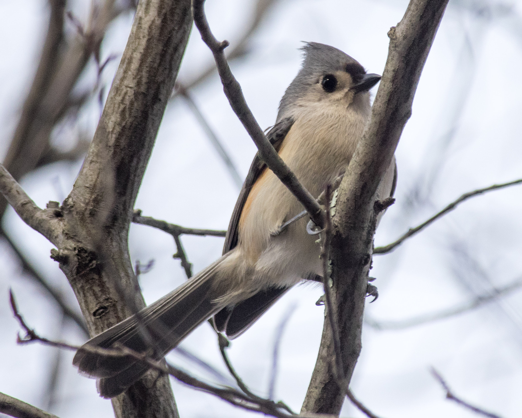 Pentax K-3 + Pentax smc DA* 300mm F4.0 ED (IF) SDM sample photo. Tufted titmouse photography