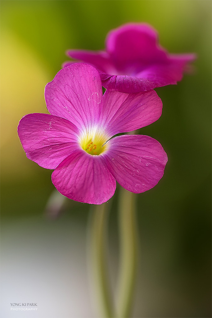 Pentax smc D-FA 100mm F2.8 Macro WR sample photo. Spring of my veranda-6 photography