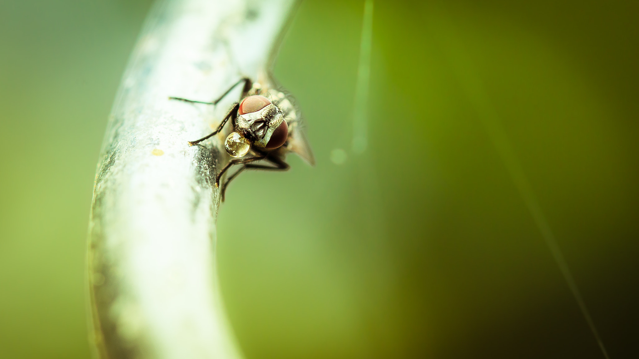 Canon EF 100mm F2.8 Macro USM sample photo. Macro photography