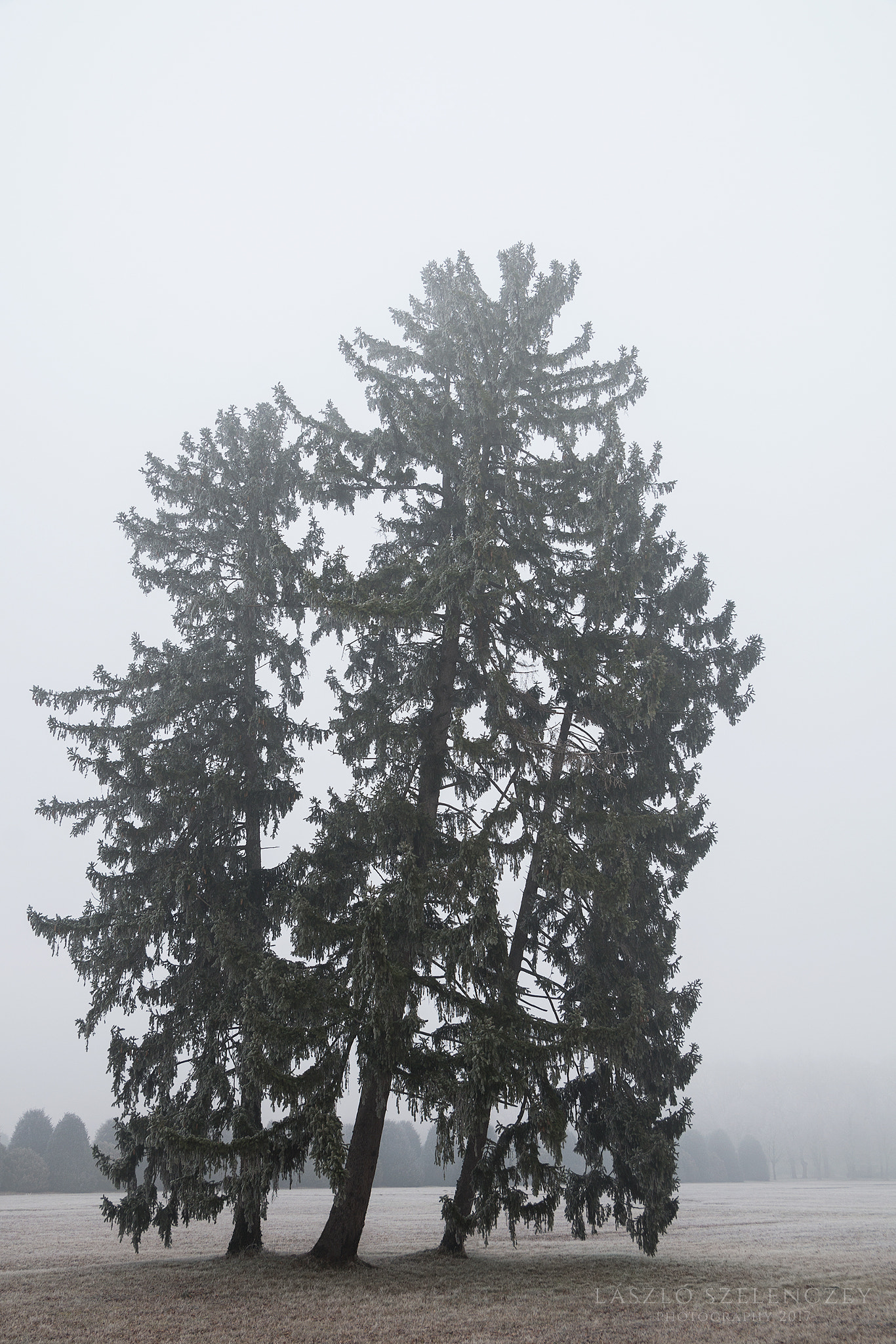 Pentax K-30 + Sigma 17-50mm F2.8 EX DC HSM sample photo. Trees in the fog photography