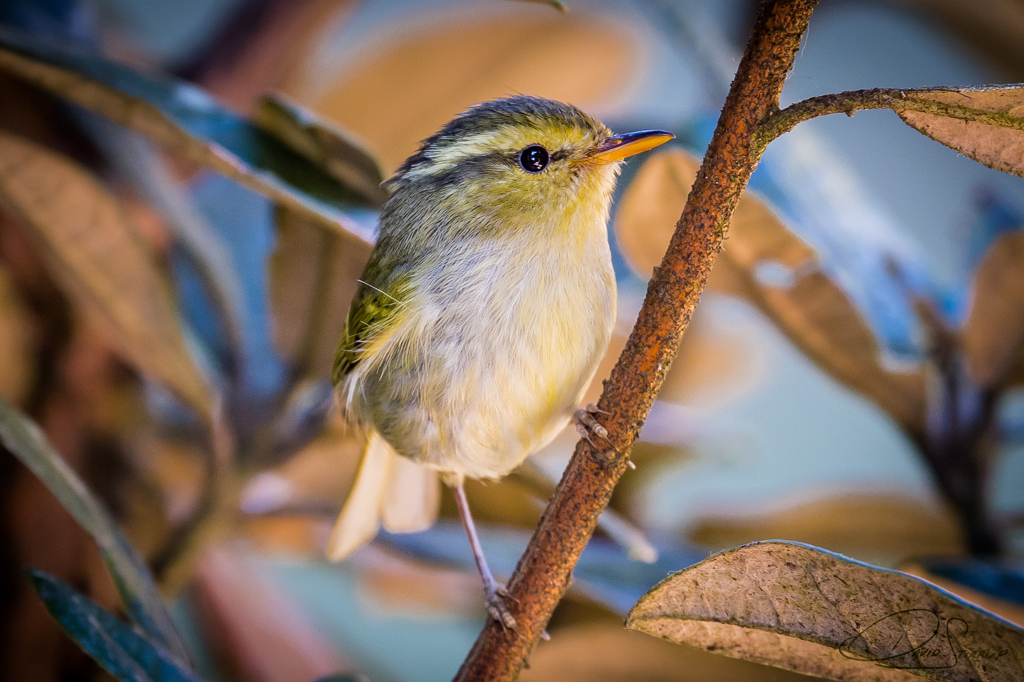 Nikon AF-S Nikkor 500mm F4E FL ED VR sample photo. Bruno the botanist photography