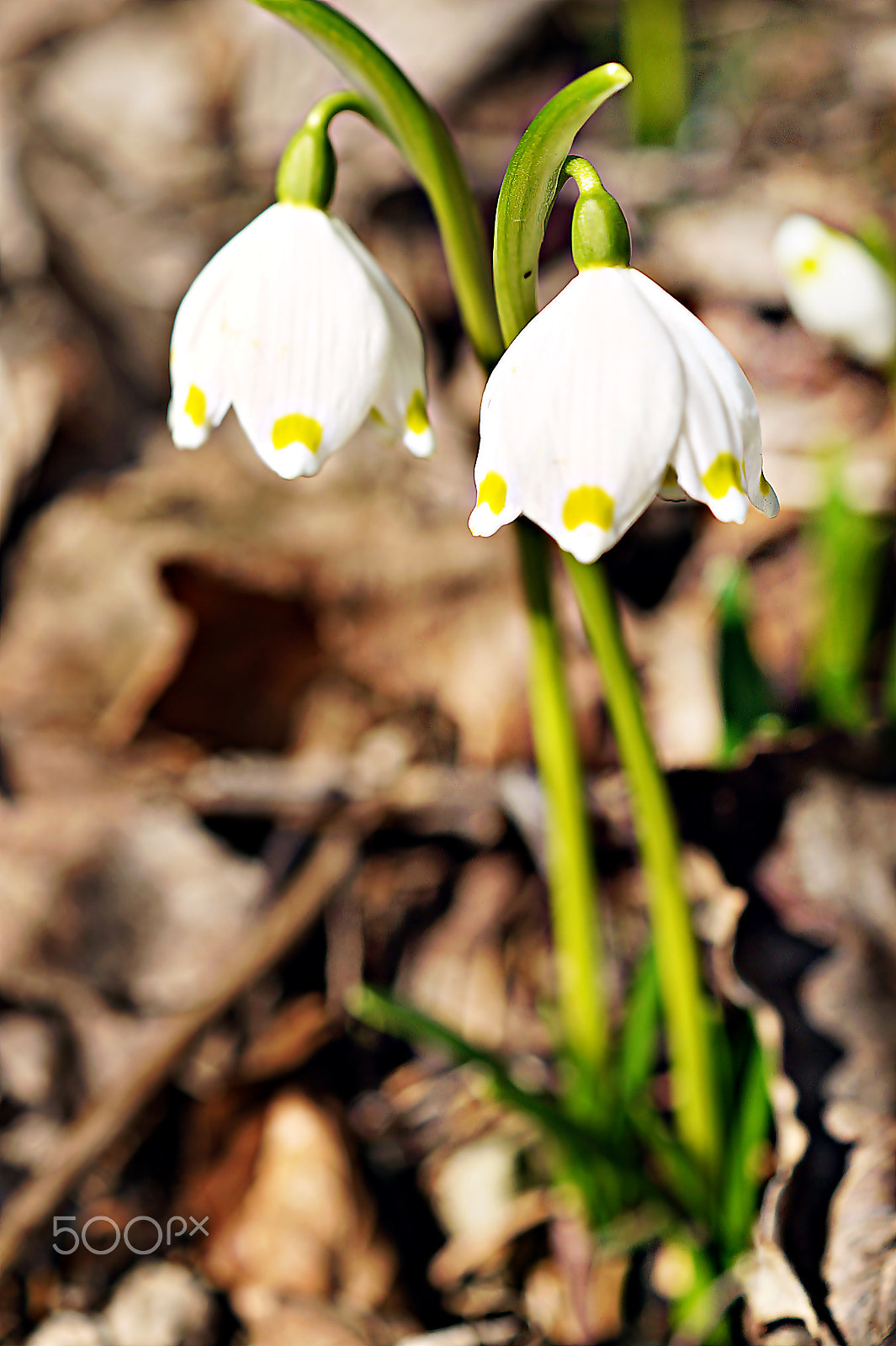 Sony SLT-A58 sample photo. ***snowdrops*** photography