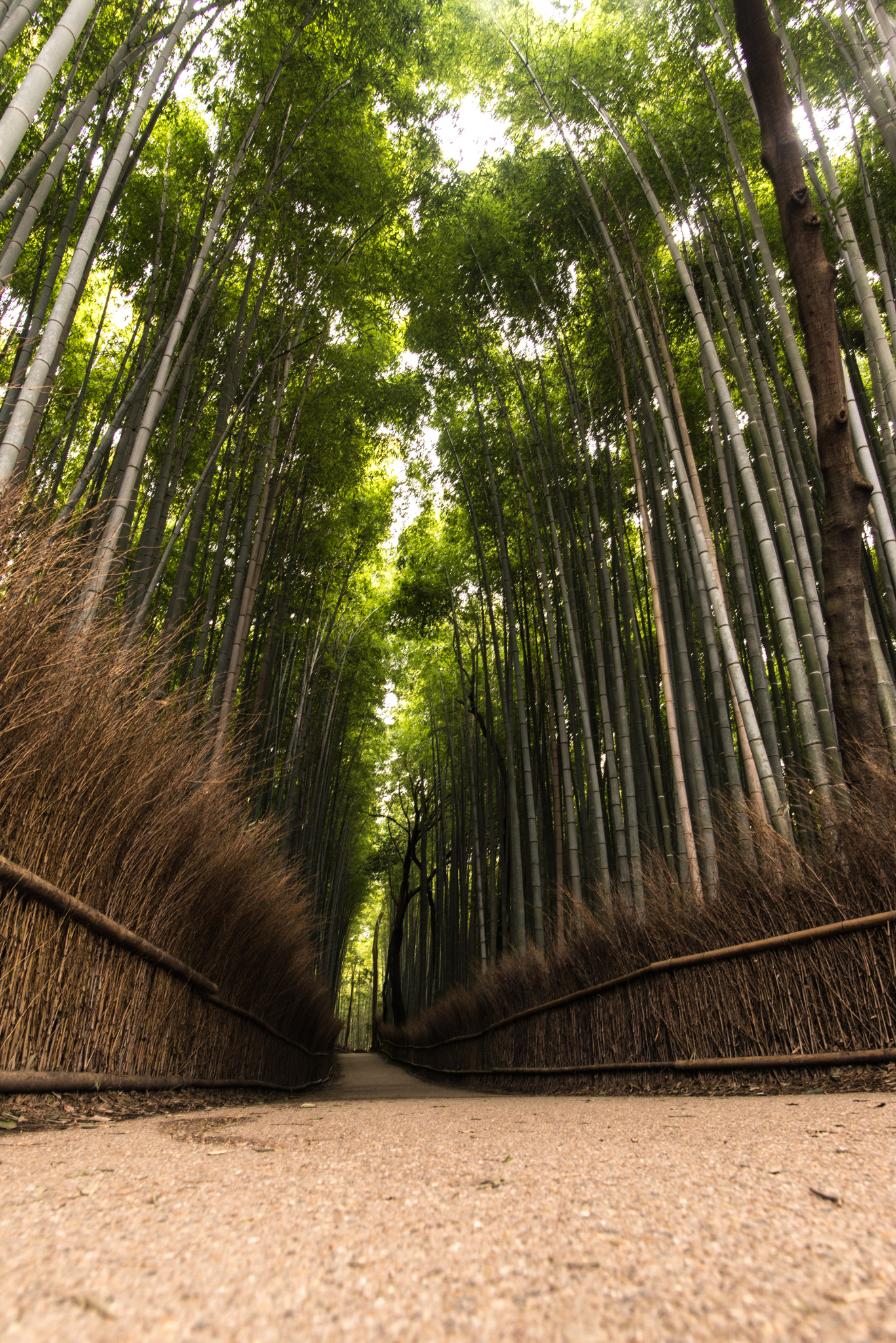Nikon D610 + Nikon AF-S Nikkor 20mm F1.8G ED sample photo. Bamboo forest photography