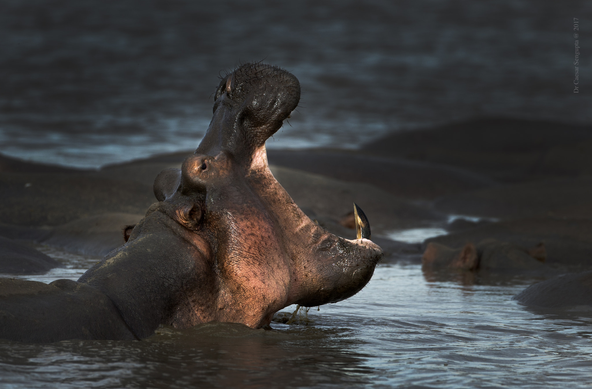 Canon EOS-1D X + Canon EF 500mm F4L IS USM sample photo. Hippo yawning photography