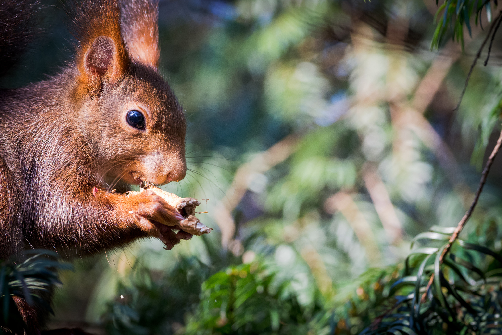 Olympus OM-D E-M1 Mark II + OLYMPUS M.300mm F4.0 sample photo. Eating photography