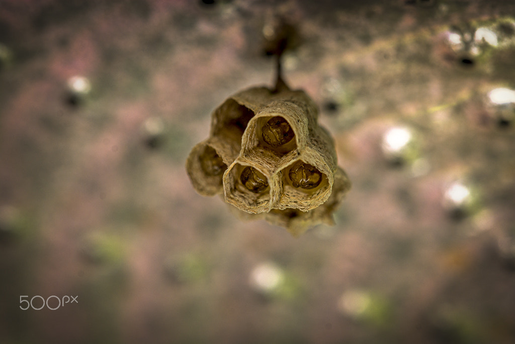 Sigma 150mm F2.8 EX DG Macro HSM sample photo. Pequena casa de inseto photography