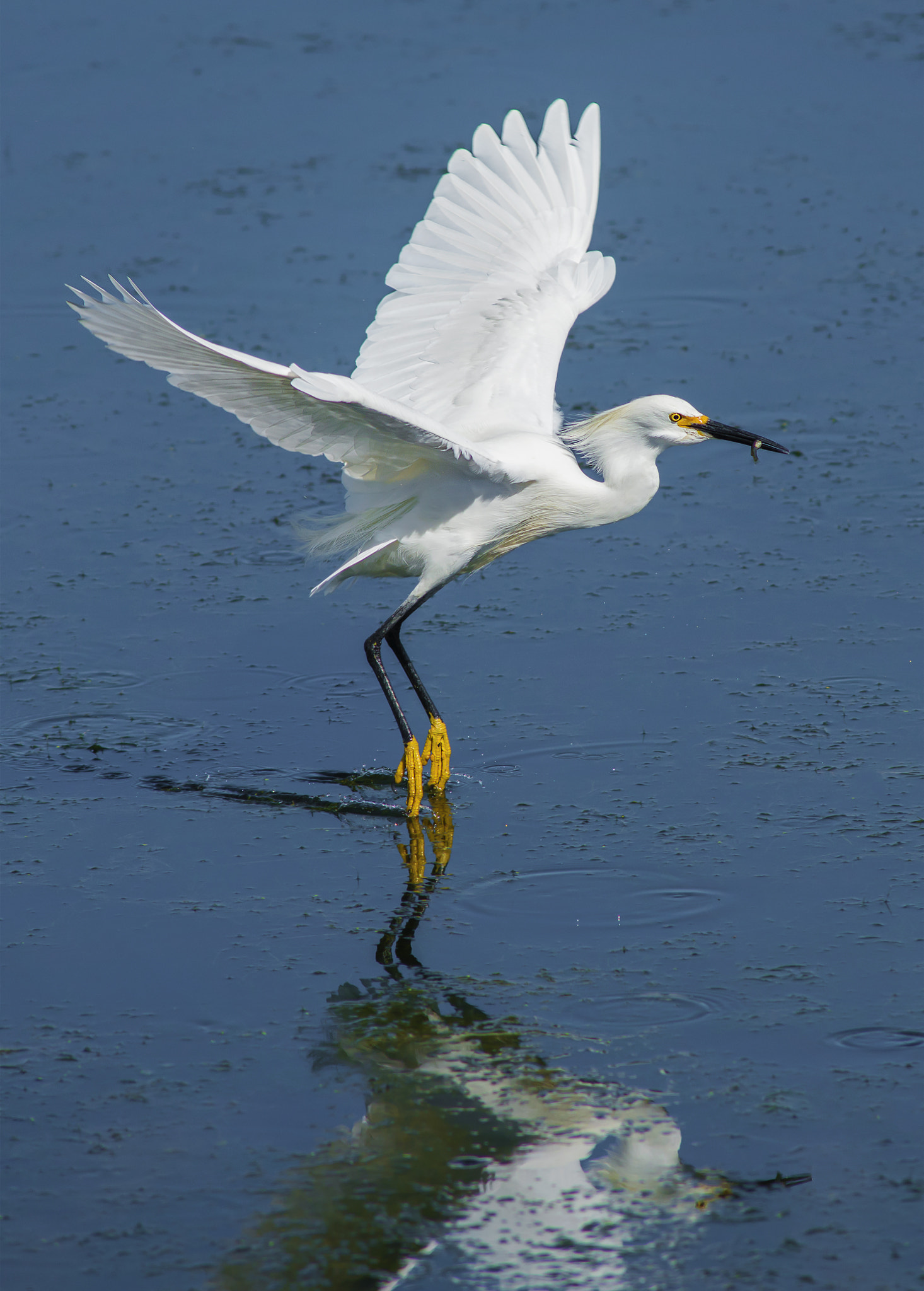 Nikon D800E + AF Nikkor 300mm f/4 IF-ED sample photo. Snowy egret photography