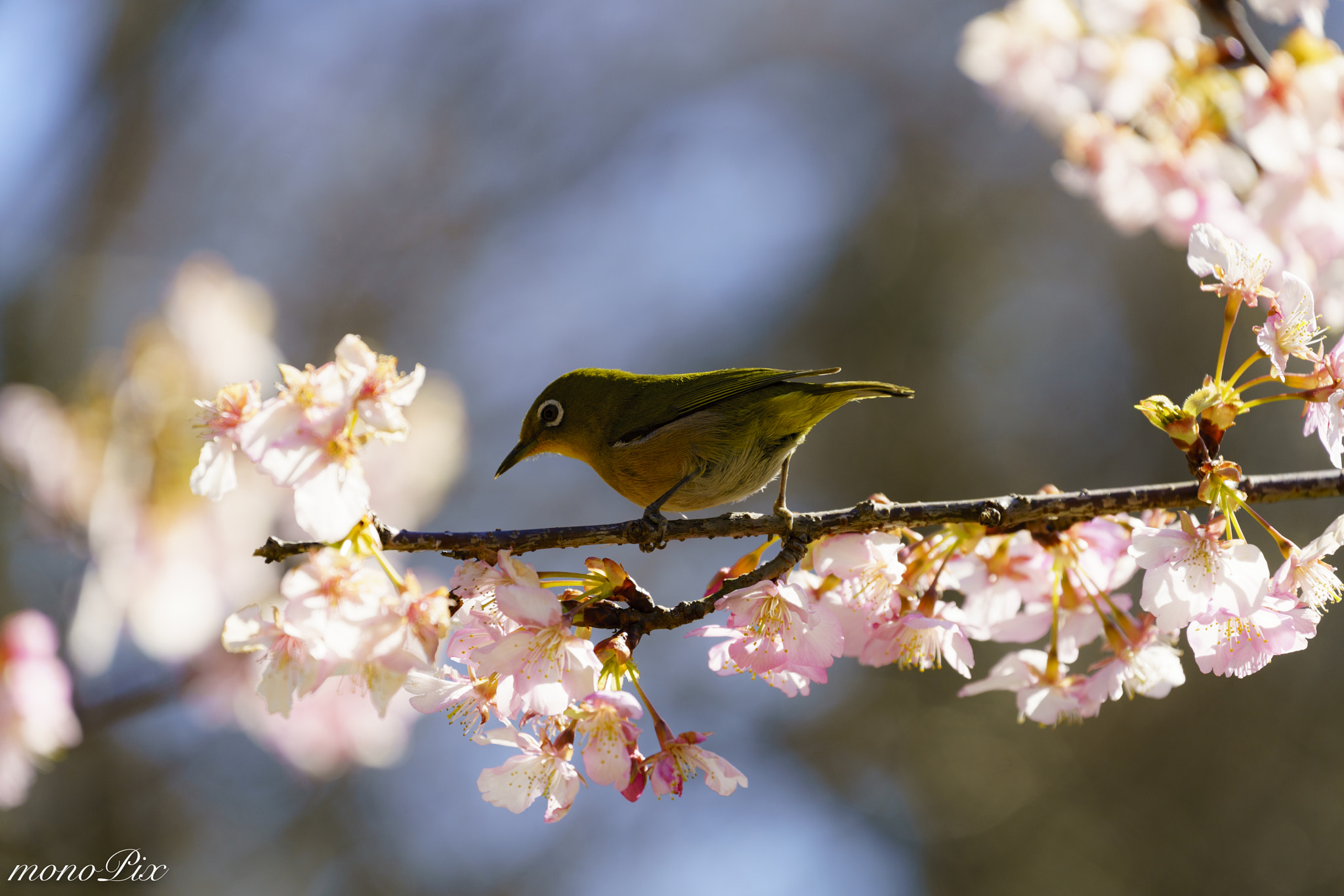 Sony a7R II + Canon EF 70-300mm F4-5.6L IS USM sample photo. Spring has come photography