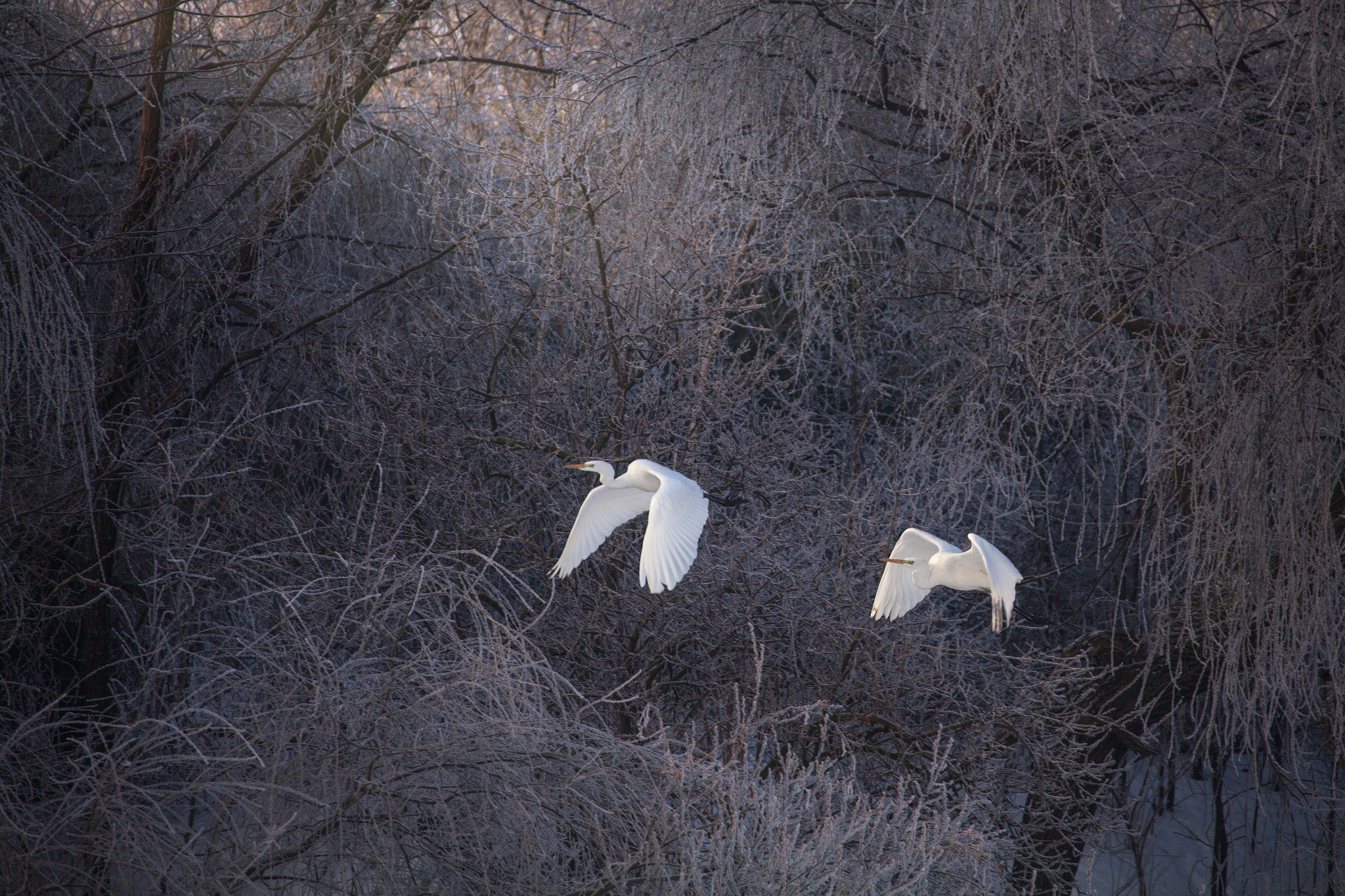 Canon EF 70-300mm F4-5.6L IS USM sample photo. Ghosts photography