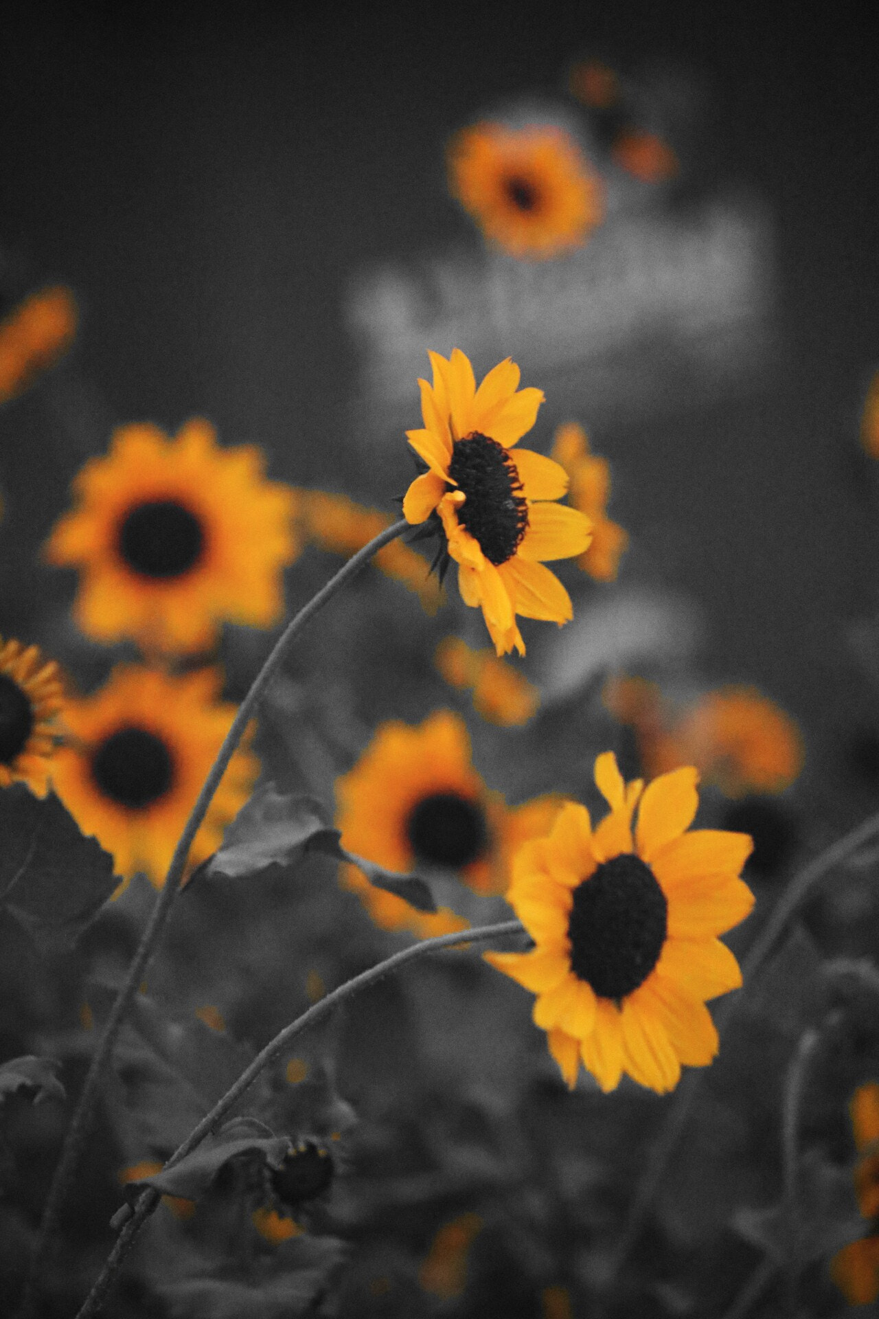 Canon EOS 760D (EOS Rebel T6s / EOS 8000D) sample photo