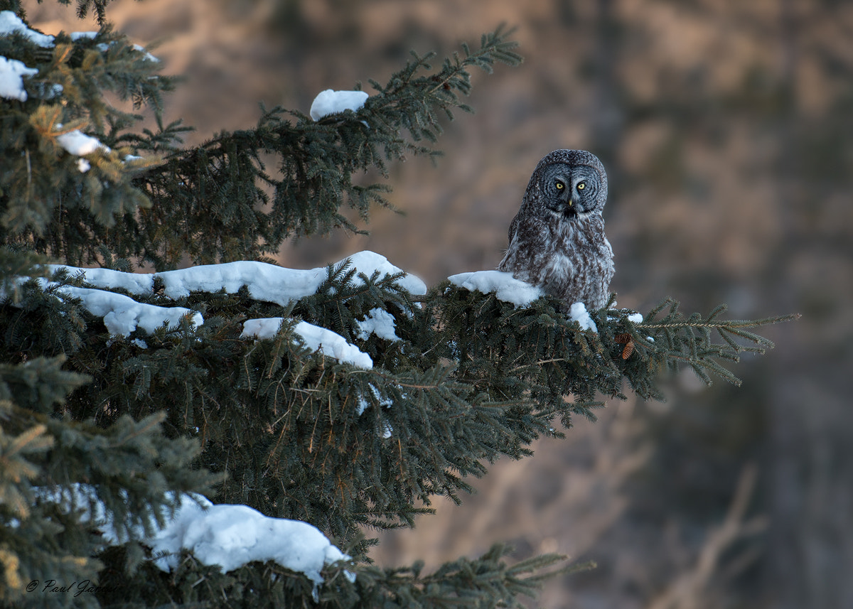 Nikon AF-S Nikkor 500mm F4D ED-IF II sample photo. Great gray owl photography