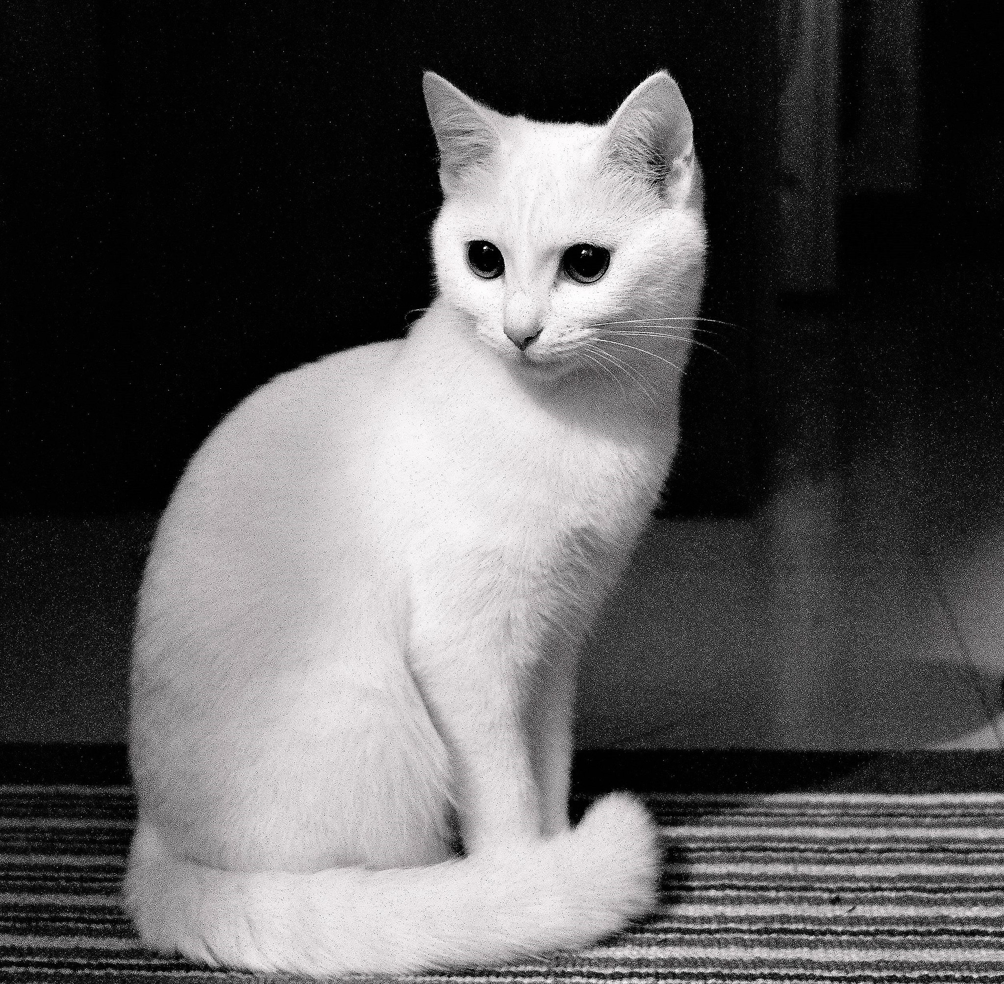 Leica X-E (TYP 102) sample photo. My cat photography