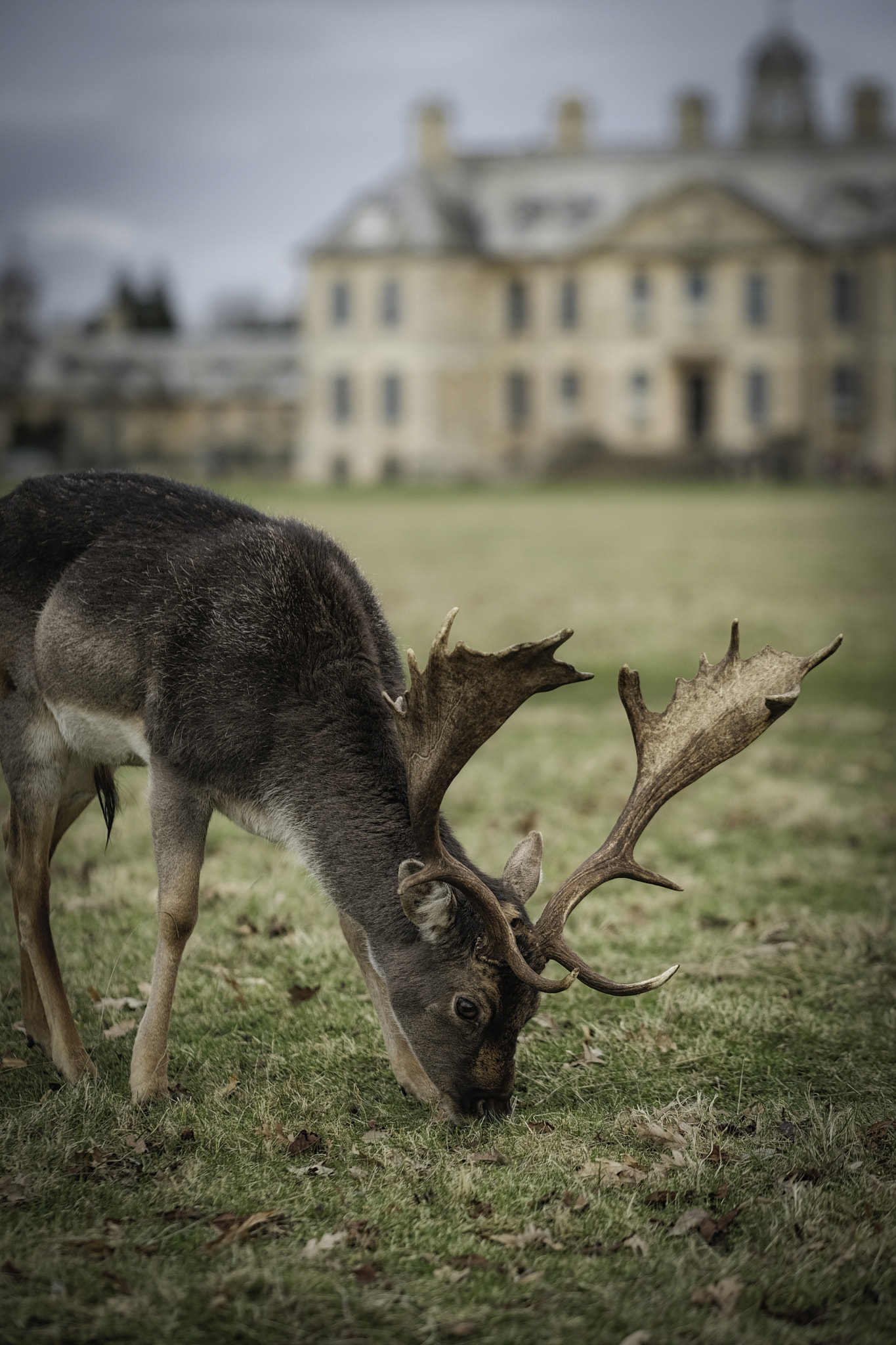 Fujifilm X-Pro2 + Fujifilm XF 90mm F2 R LM WR sample photo. Belton's deer photography