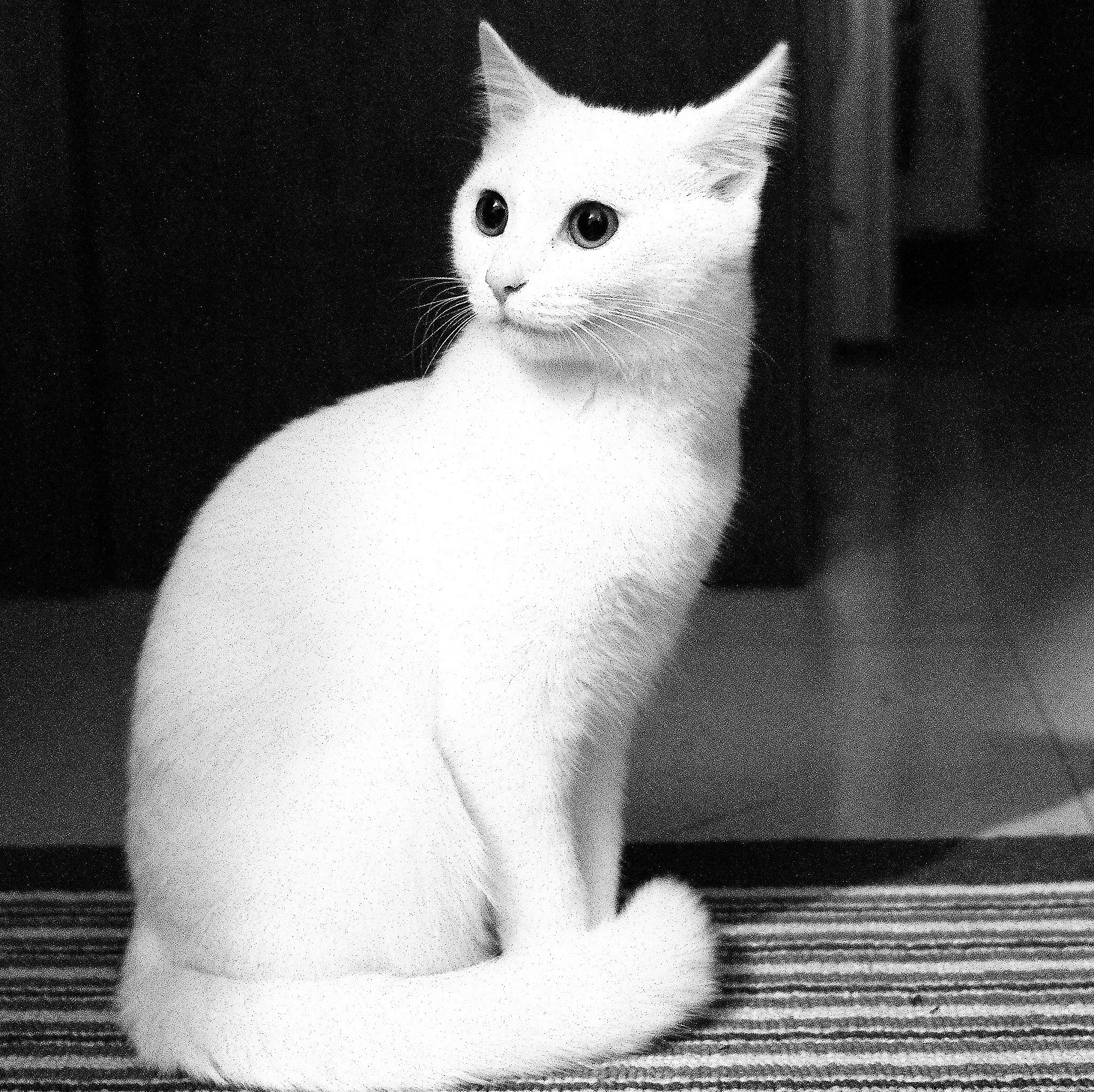 Leica X-E (TYP 102) sample photo. My cat photography