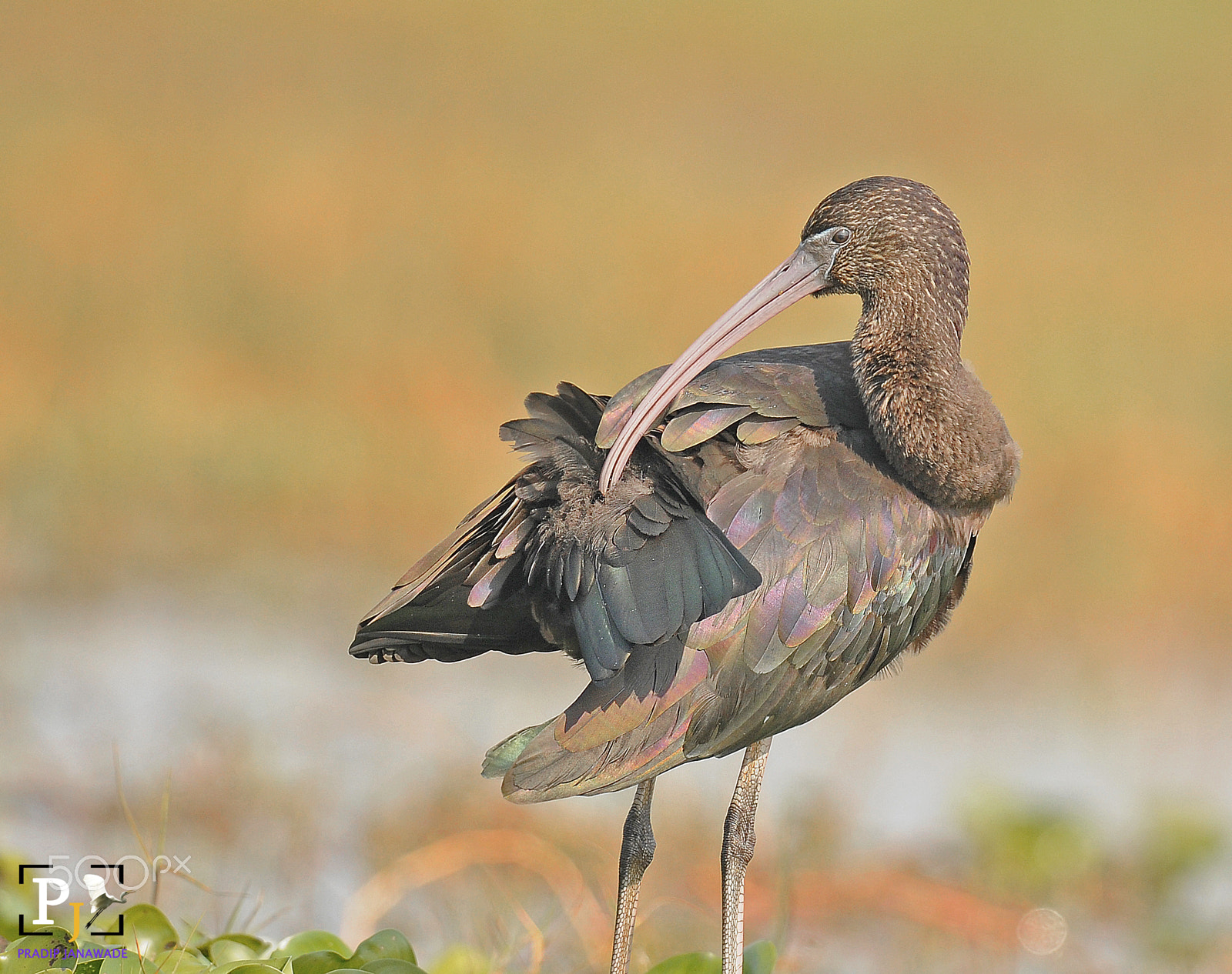 Nikon D3X sample photo. Glossy ibis photography