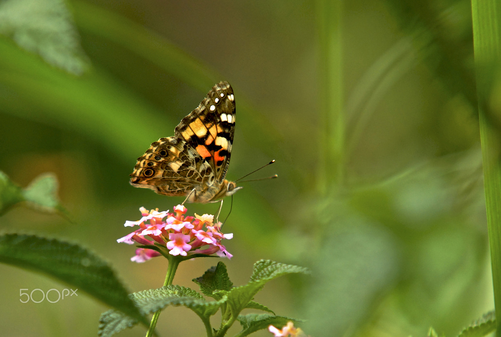 Sigma 70-200mm F2.8 EX DG Macro HSM II sample photo. Butterfly photography