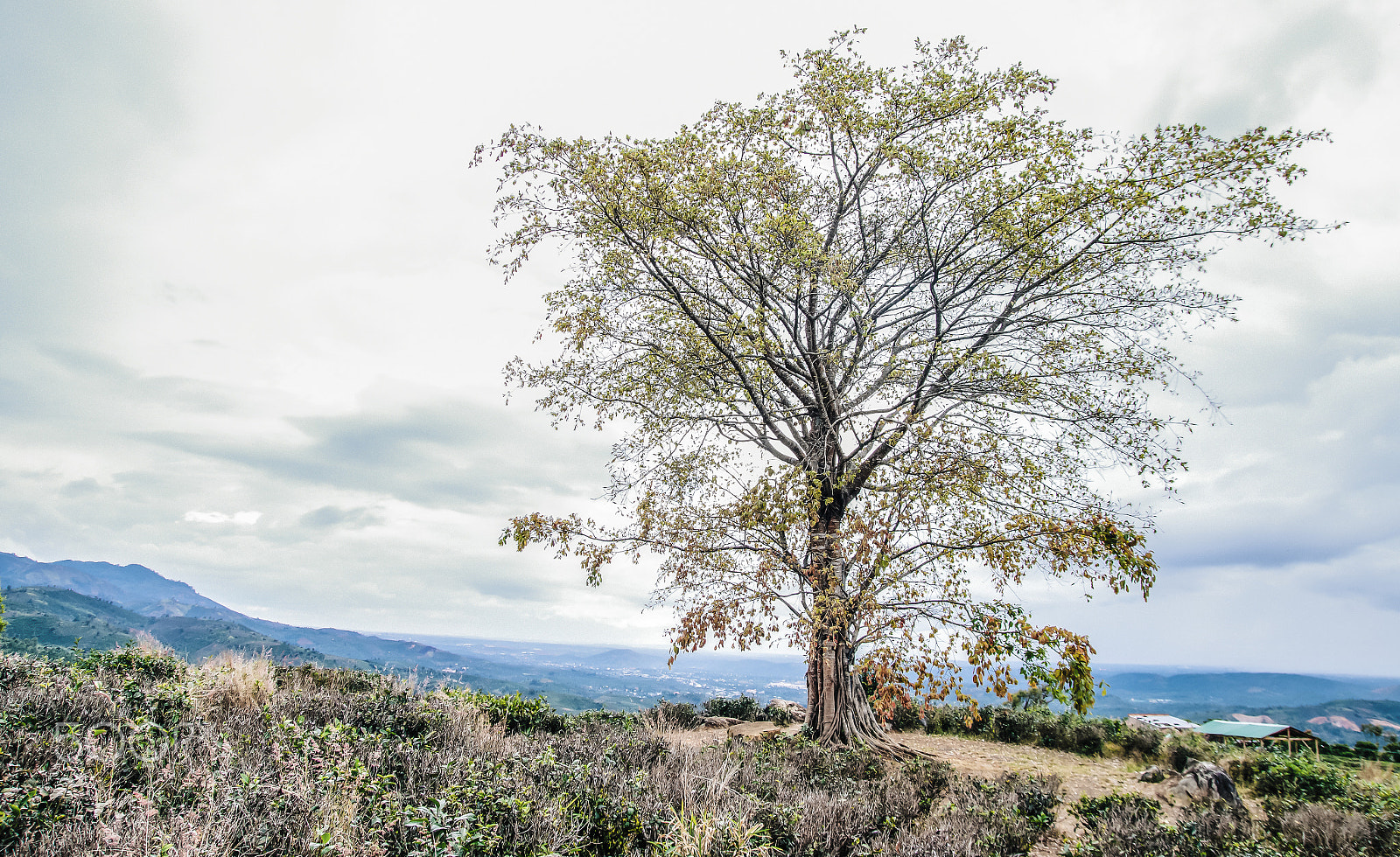 Tamron SP AF 17-50mm F2.8 XR Di II LD Aspherical (IF) sample photo. Tree photography