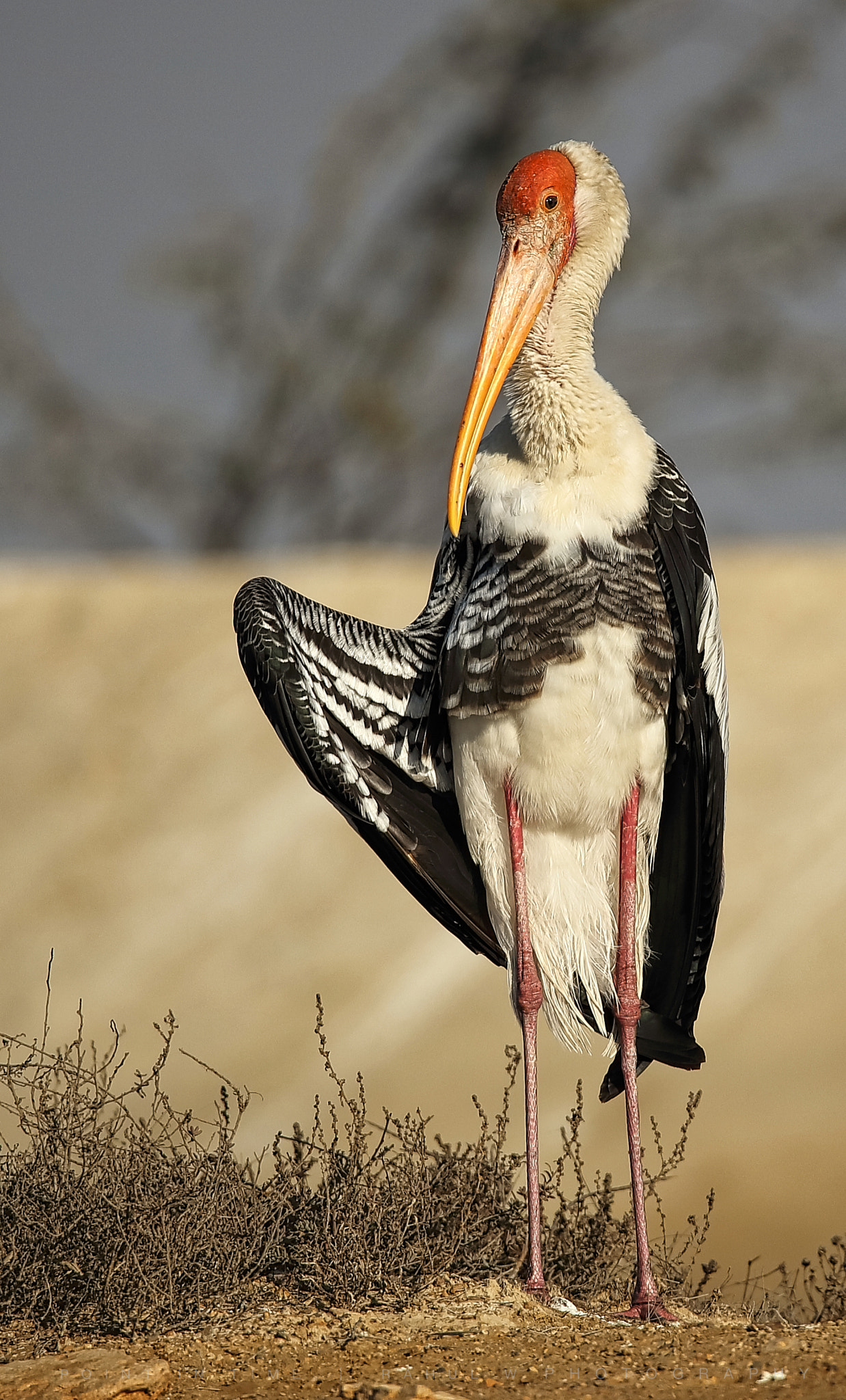 Sigma 150mm f/2.8 EX DG OS HSM APO Macro sample photo. Painted stork photography