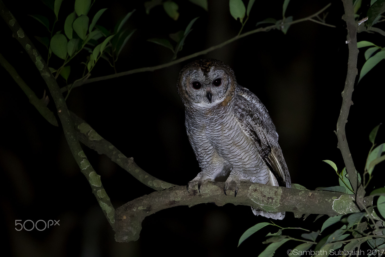 Canon EOS 7D Mark II + Canon EF 500mm F4L IS II USM sample photo. Motted wood owl photography