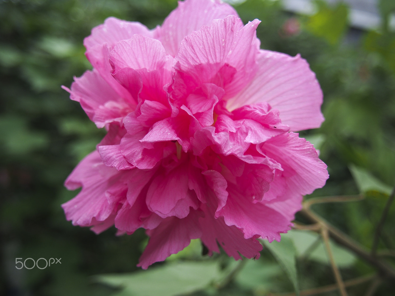 Olympus PEN E-PL5 sample photo. Hibiscus mutabilis photography