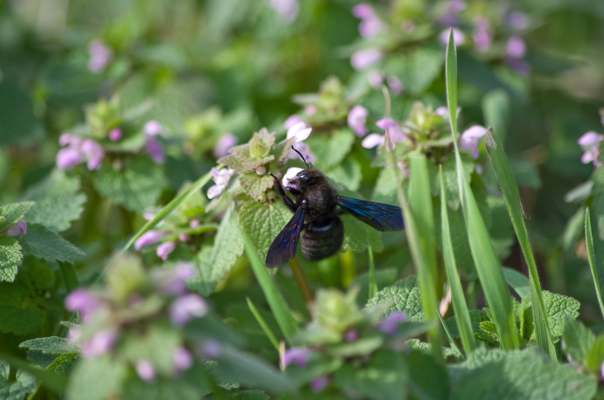HD Pentax DA 55-300mm F4.0-5.8 ED WR sample photo. Abeille xylocope photography