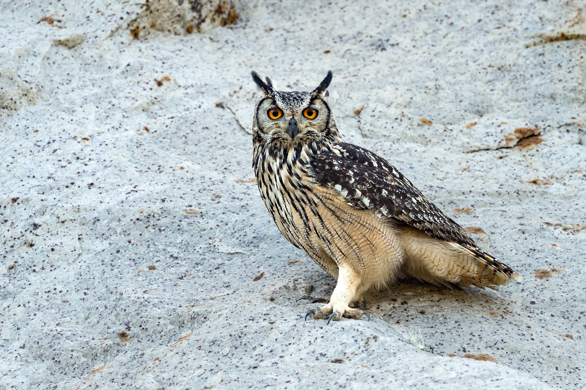 Nikon AF-S Nikkor 600mm F4E FL ED VR sample photo. Indian rock owl photography