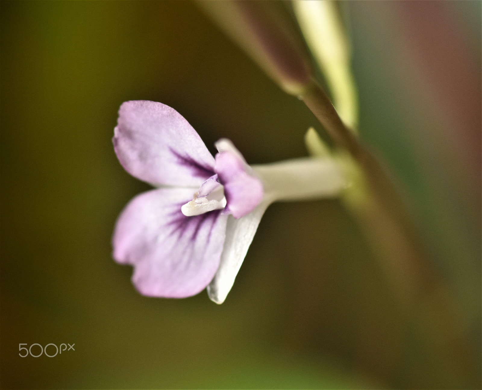 Nikon D7200 + AF Micro-Nikkor 60mm f/2.8 sample photo. Little flower photography
