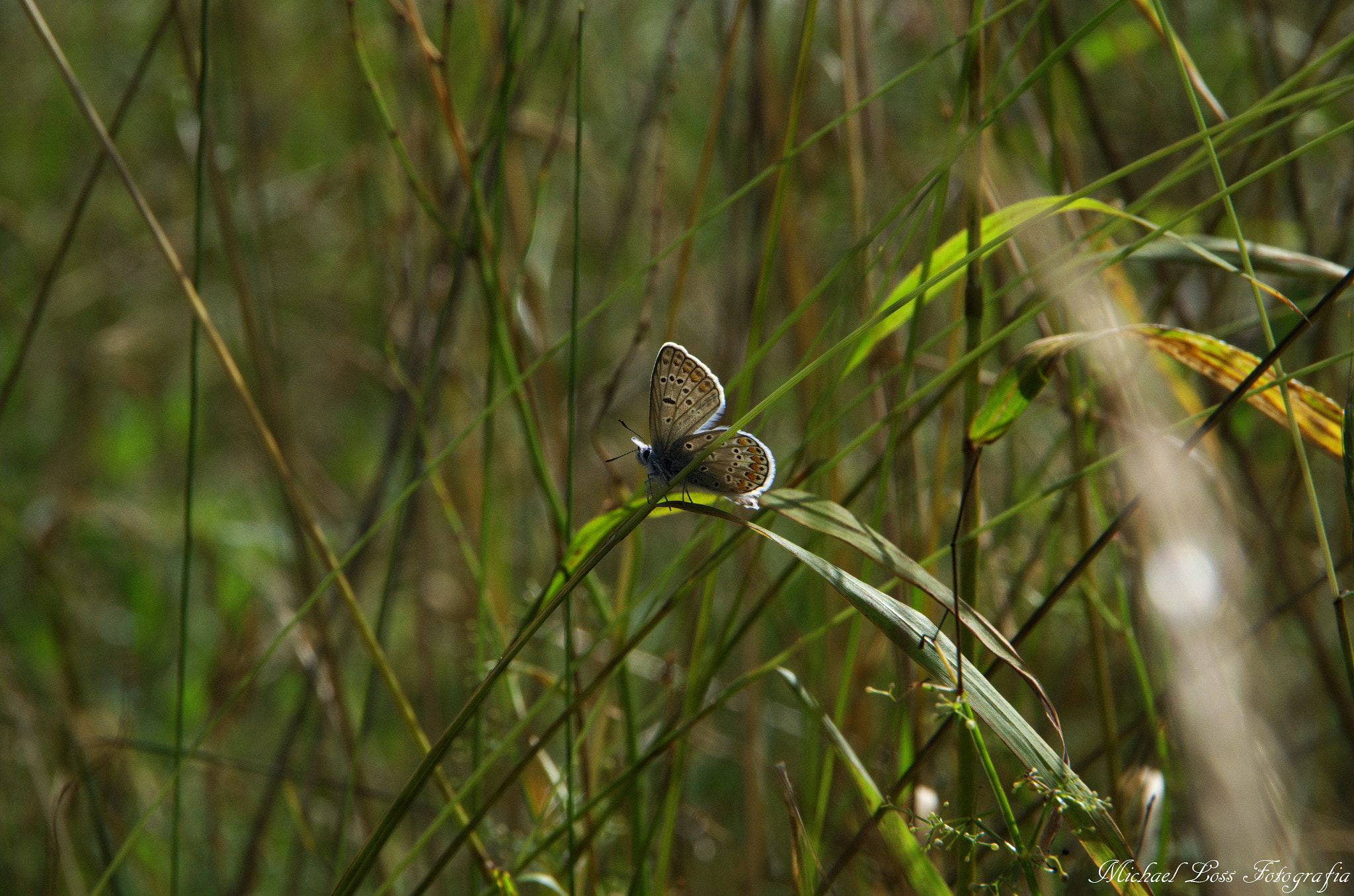 Pentax K-30 sample photo