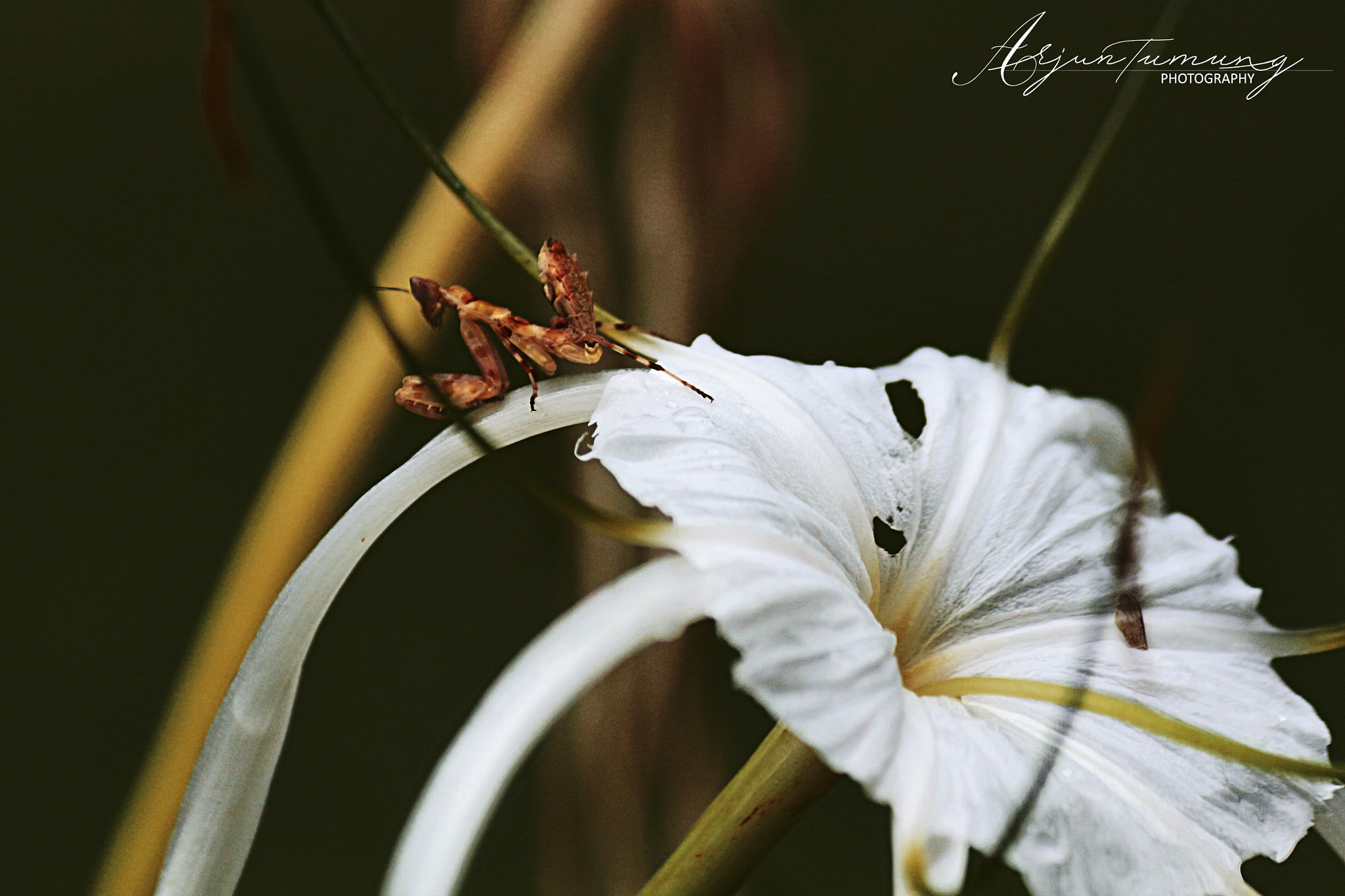 Canon EF-S 55-250mm F4-5.6 IS sample photo. Looking for nectar photography