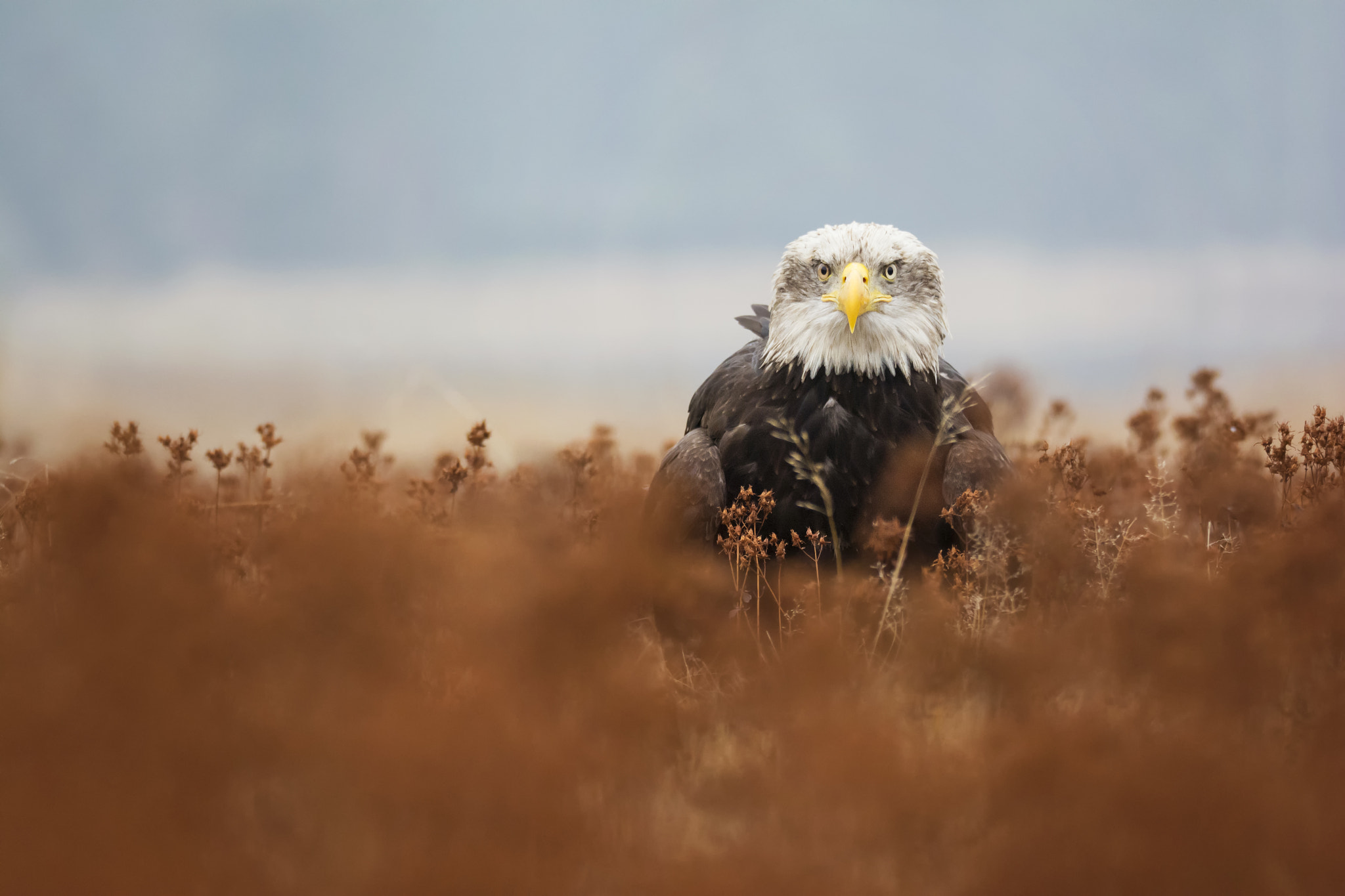 Sigma 150-600mm F5-6.3 DG OS HSM | S sample photo. Bald eagle photography