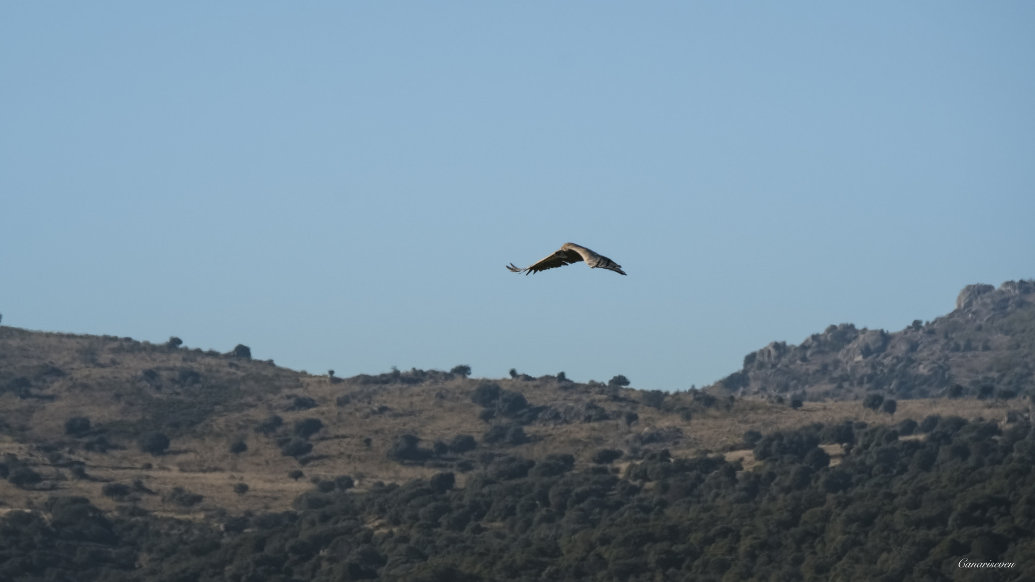 Fujifilm XF 100-400mm F4.5-5.6 R LM OIS WR sample photo. Buitre photography