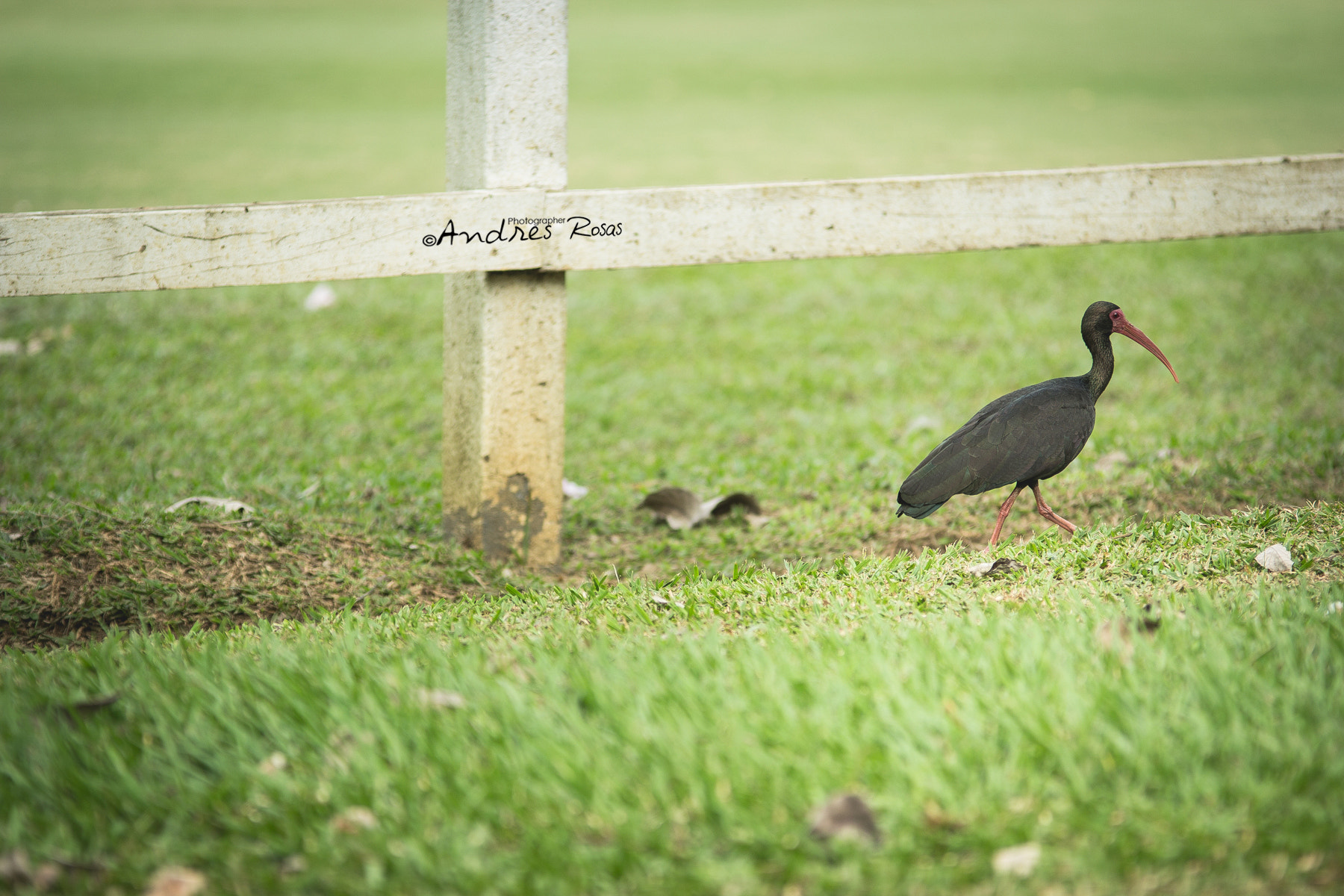 Canon EOS 60D + Sigma 70-200mm F2.8 EX DG OS HSM sample photo. 32178979494.jpg photography