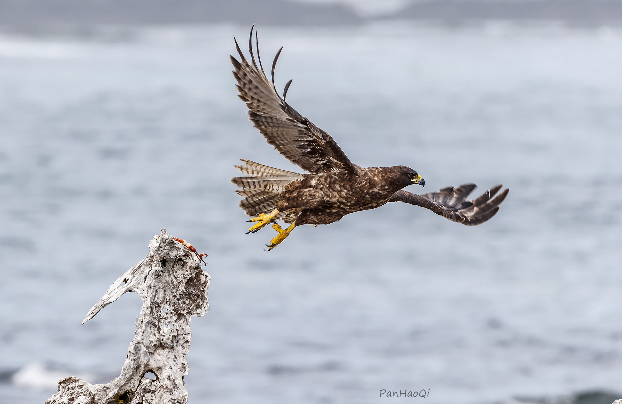 Canon EF 200-400mm F4L IS USM Extender 1.4x sample photo. Galapagos hawk photography
