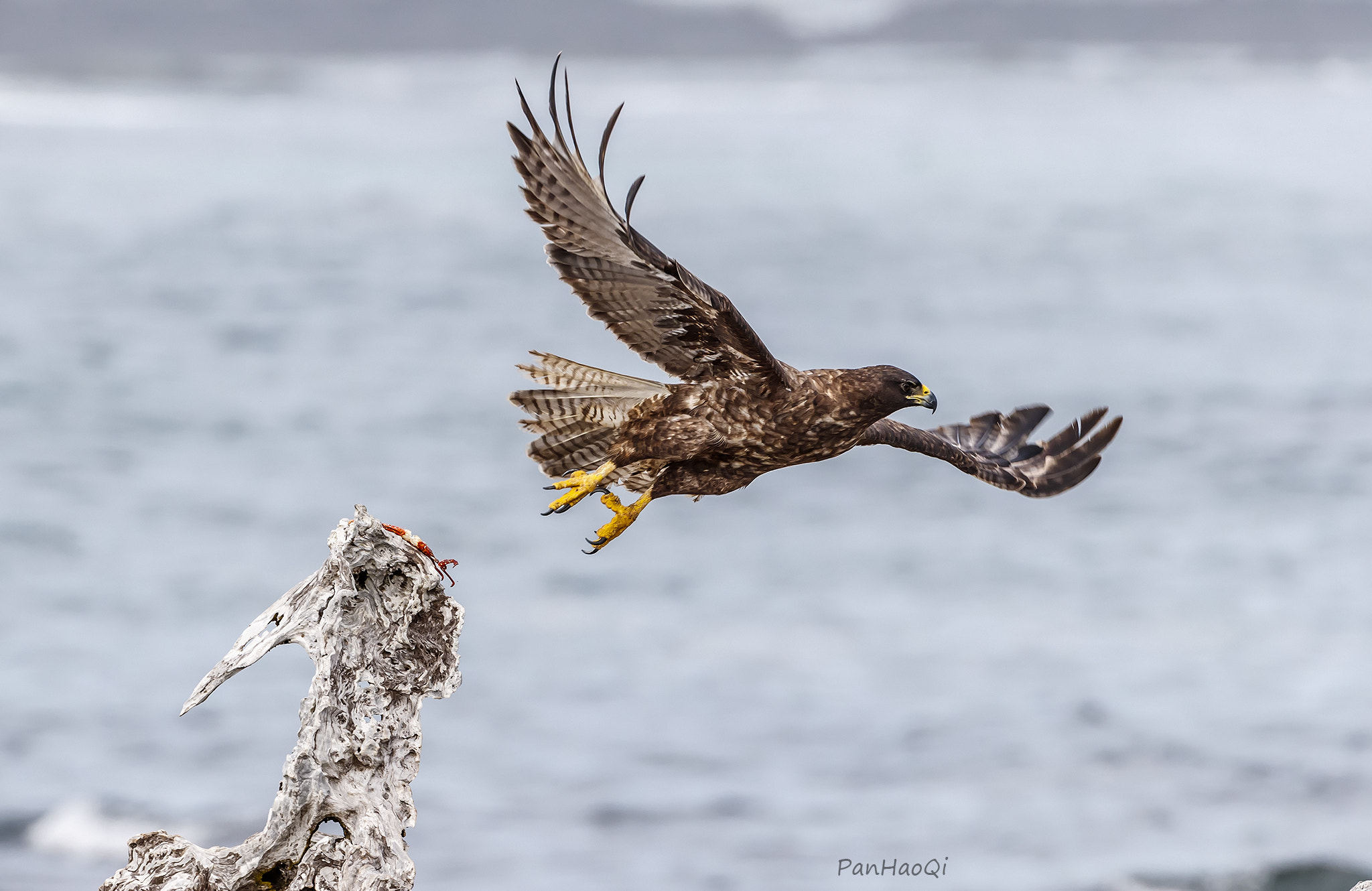 Canon EOS-1D X Mark II + Canon EF 200-400mm F4L IS USM Extender 1.4x sample photo. Galapagos hawk photography