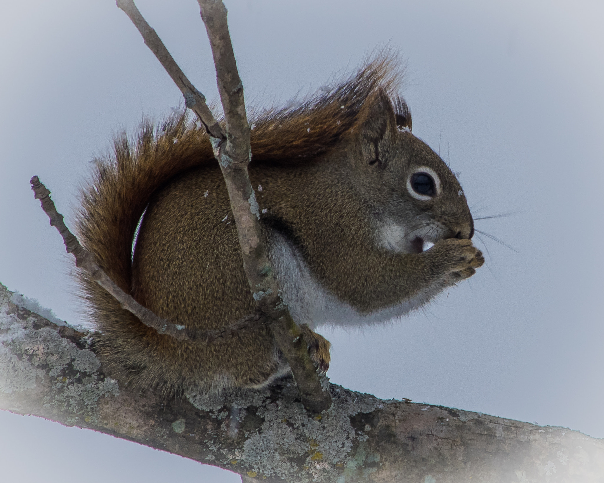 HD Pentax DA 55-300mm F4.0-5.8 ED WR sample photo. Squirrel photography